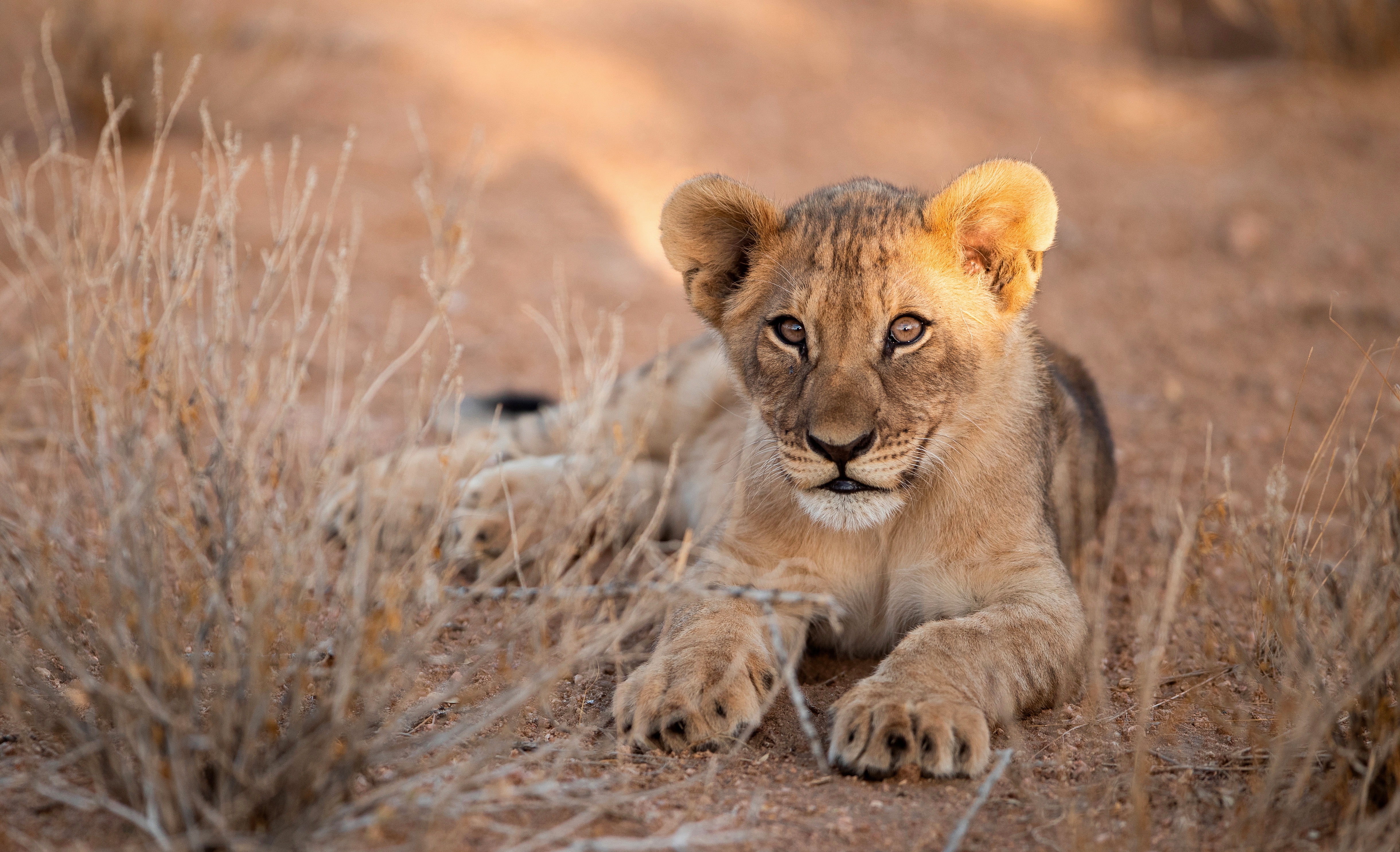 Laden Sie das Tiere, Katzen, Löwe, Tierbaby, Jungtier-Bild kostenlos auf Ihren PC-Desktop herunter