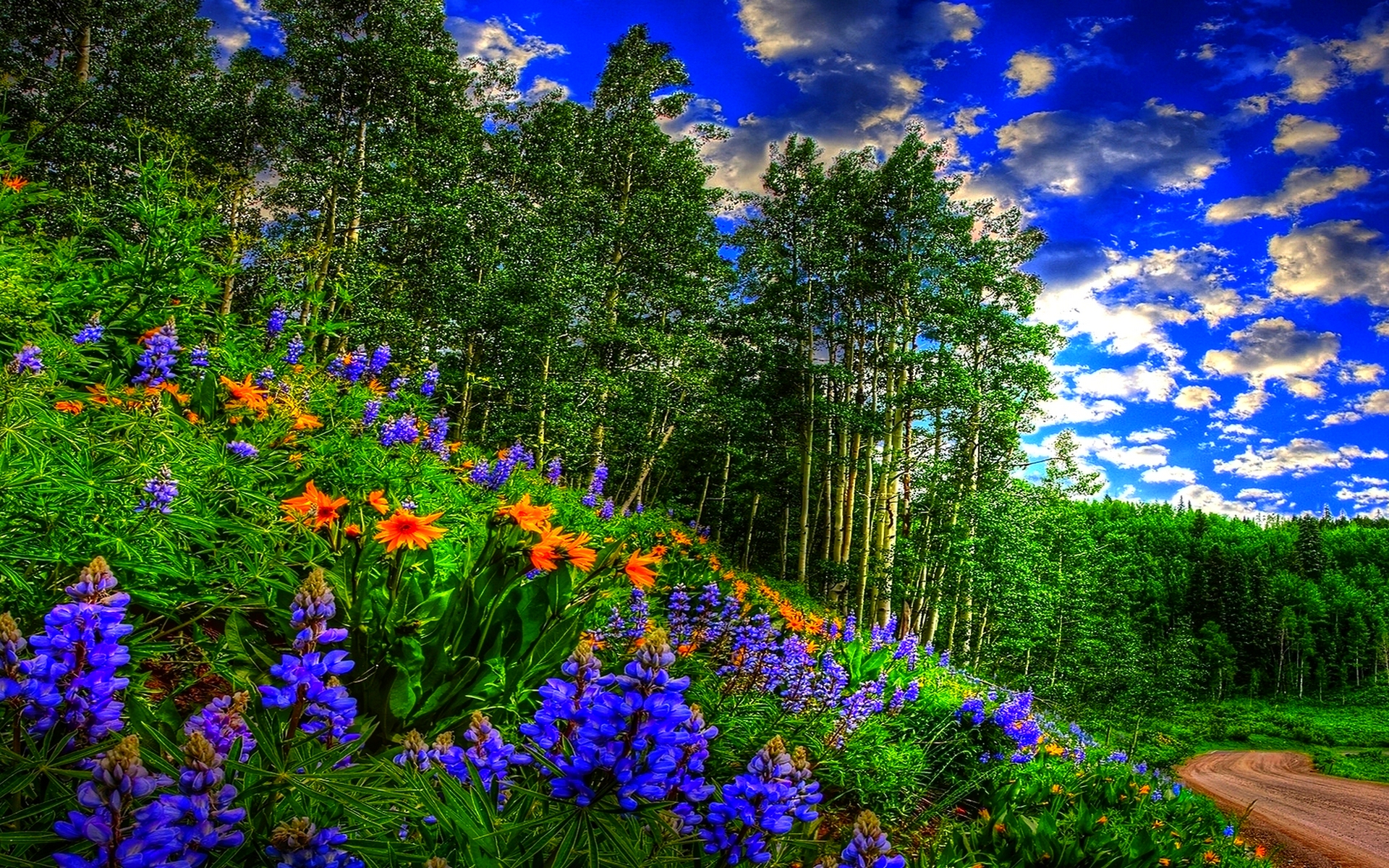 376173 descargar fondo de pantalla primavera, tierra/naturaleza, flor, abedul, carretera, cielo, árbol, flores: protectores de pantalla e imágenes gratis