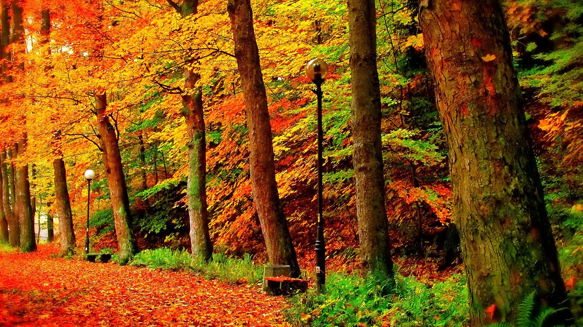 Handy-Wallpaper Herbst, Park, Baum, Pfad, Fotografie kostenlos herunterladen.