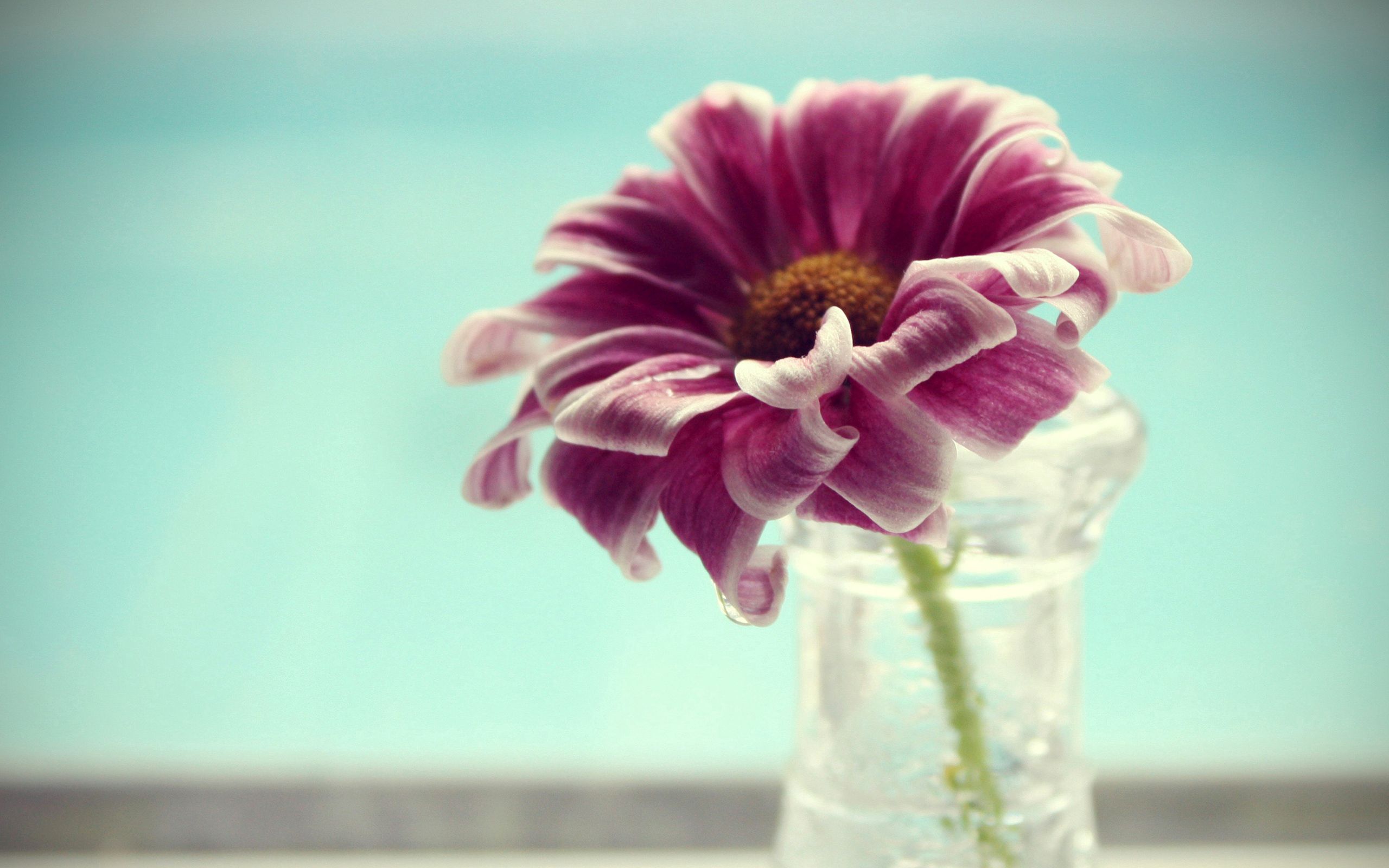 Handy-Wallpaper Blütenblätter, Vase, Wasser, Blume, Blumen kostenlos herunterladen.