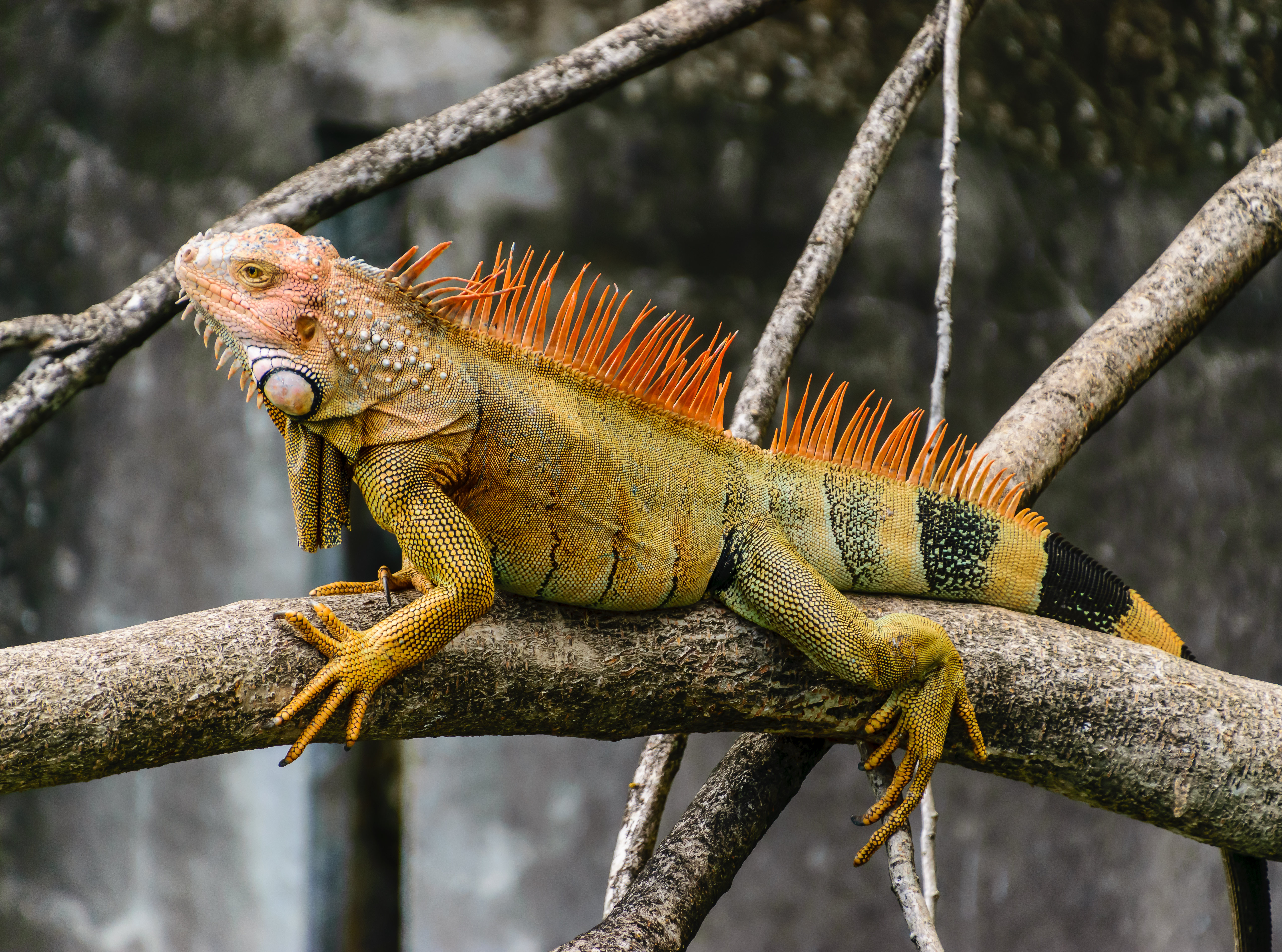 iguana, animals, branch, reptile, scales, scale 32K