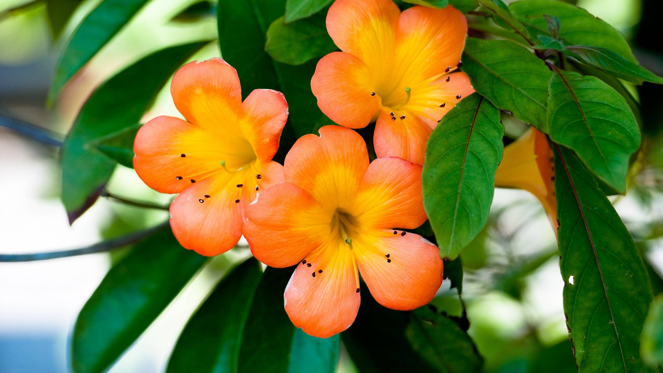 Téléchargez gratuitement l'image Fleur, Terre/nature sur le bureau de votre PC