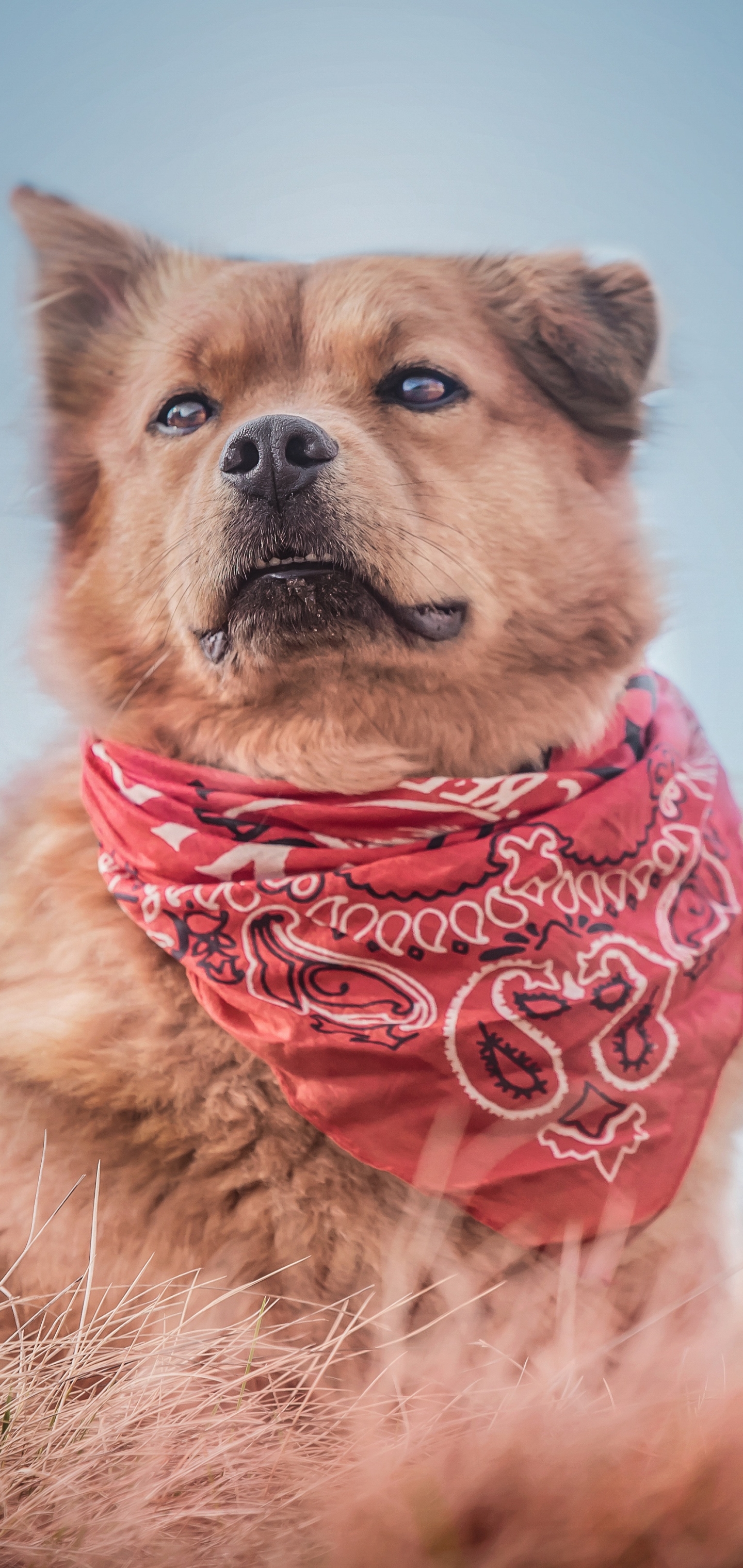 Baixar papel de parede para celular de Animais, Cães, Cão gratuito.