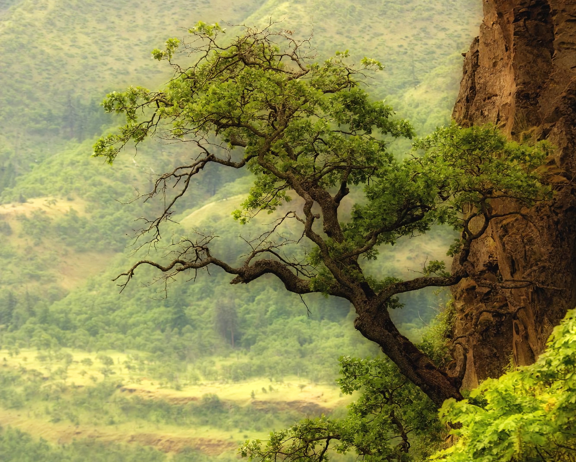Скачать обои бесплатно Деревья, Дерево, Зеленый, Земля/природа картинка на рабочий стол ПК