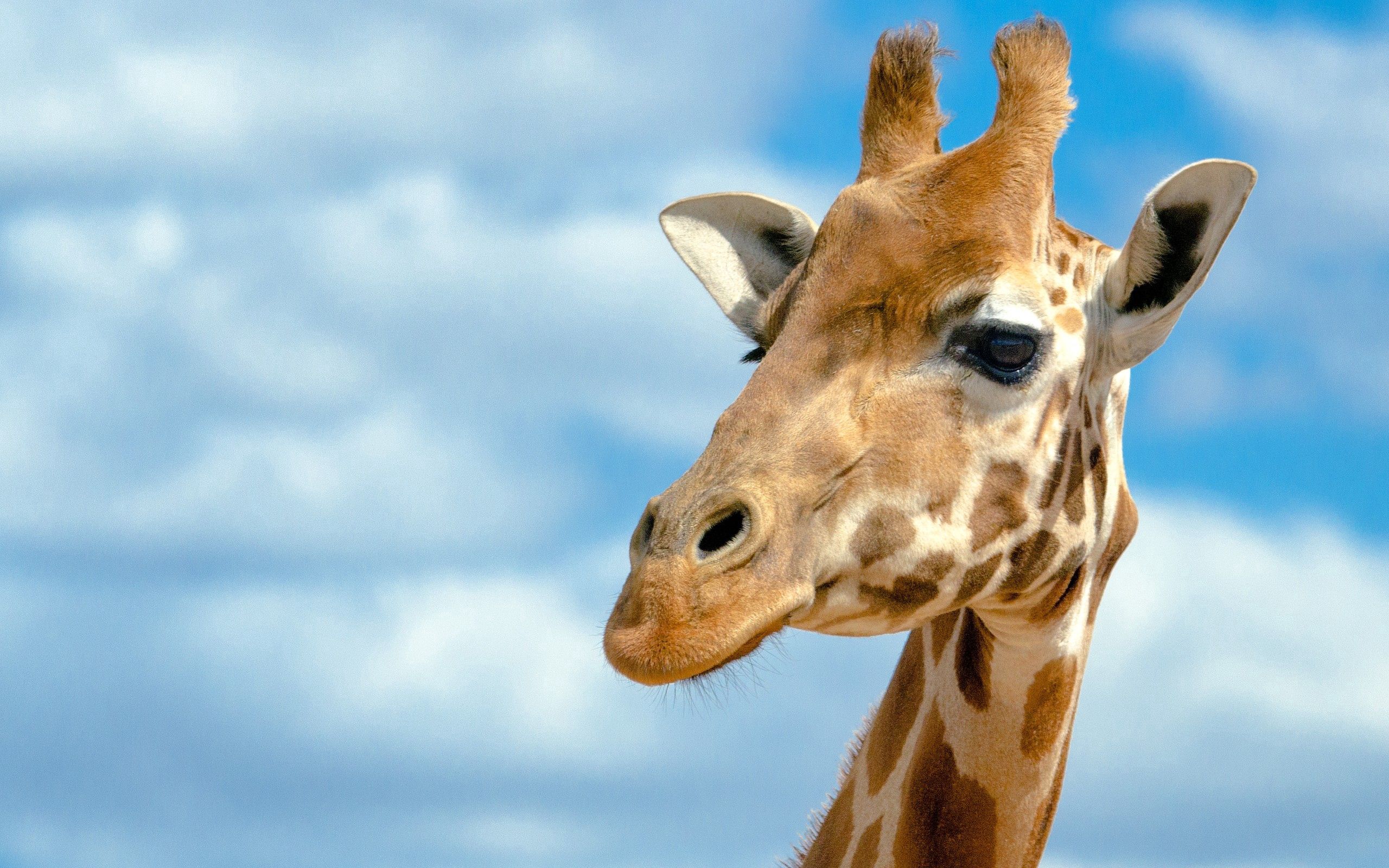 animals, background, sky, head, giraffe, large, big