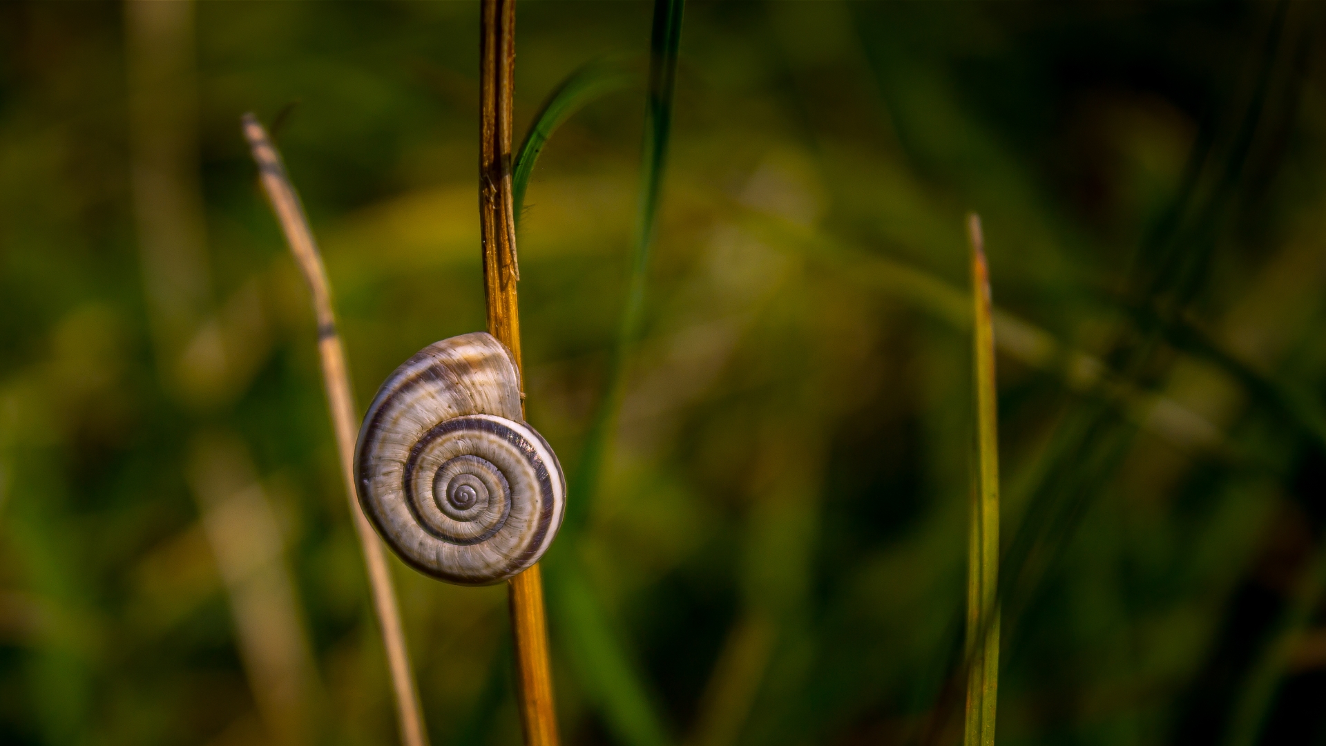 Download mobile wallpaper Nature, Grass, Animal, Snail for free.