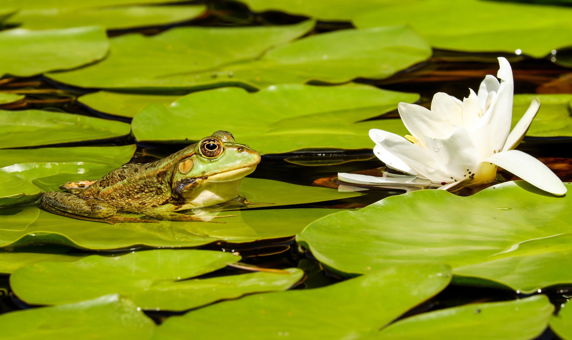 Free download wallpaper Frogs, Animal, Water Lily, Frog, Amphibian on your PC desktop