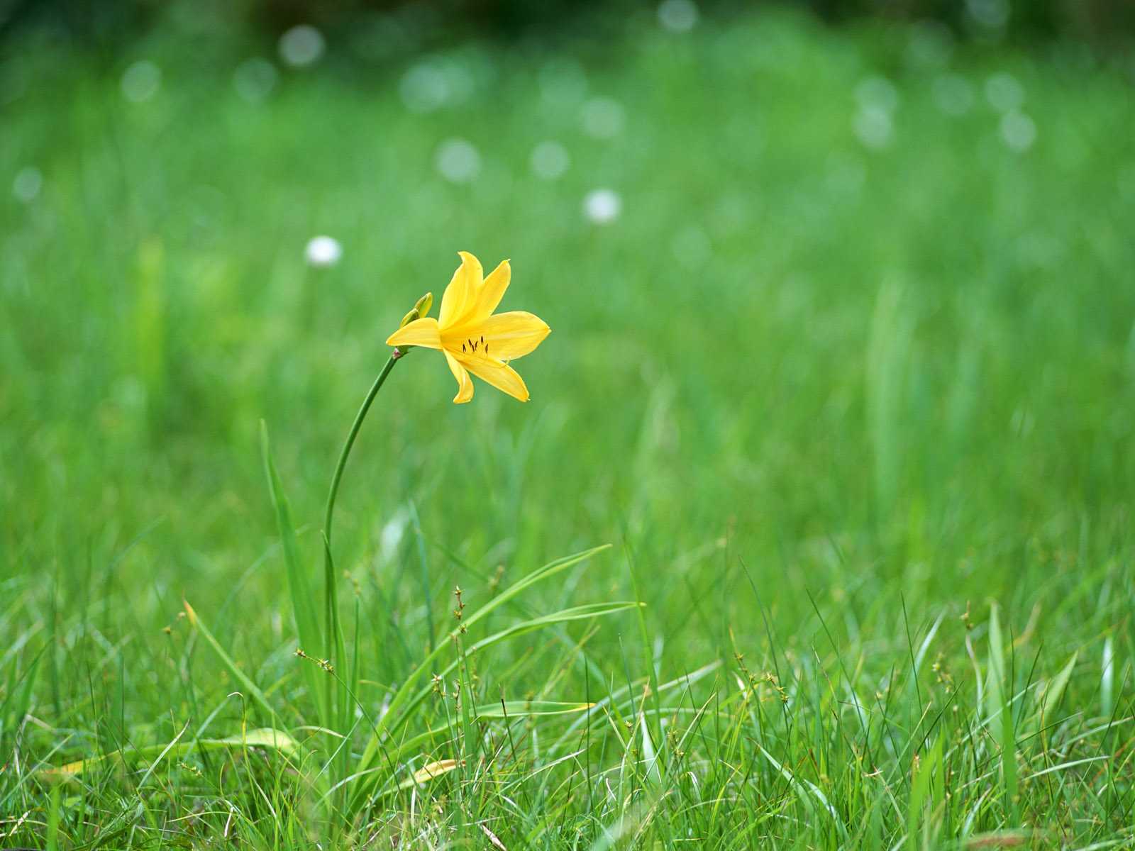 Handy-Wallpaper Blumen, Blume, Erde/natur kostenlos herunterladen.