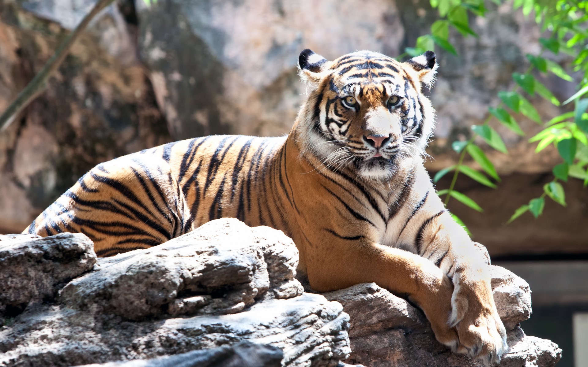 Téléchargez gratuitement l'image Animaux, Chats, Tigre sur le bureau de votre PC