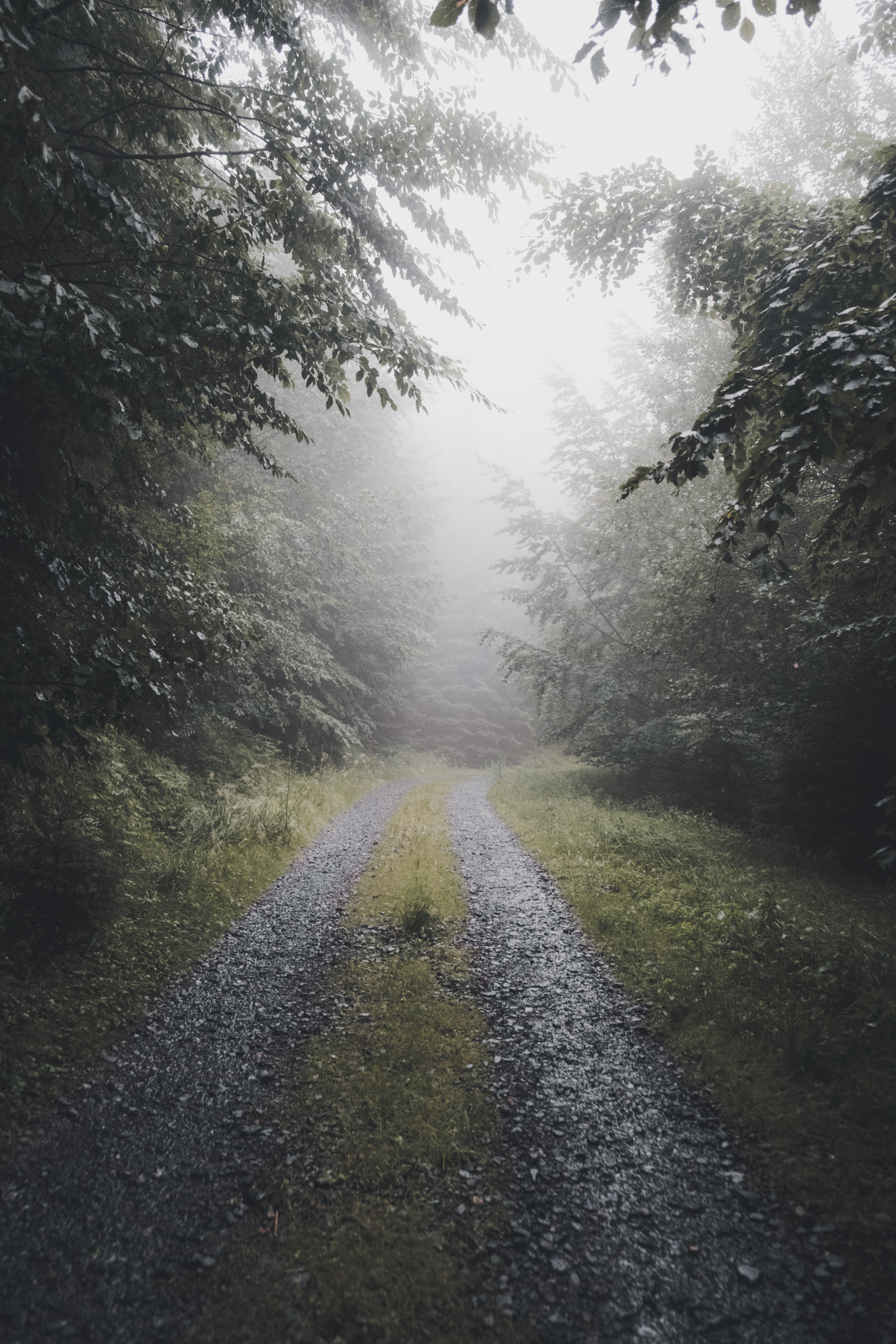 Download mobile wallpaper Road, Forest, Fog, Nature, Trees for free.