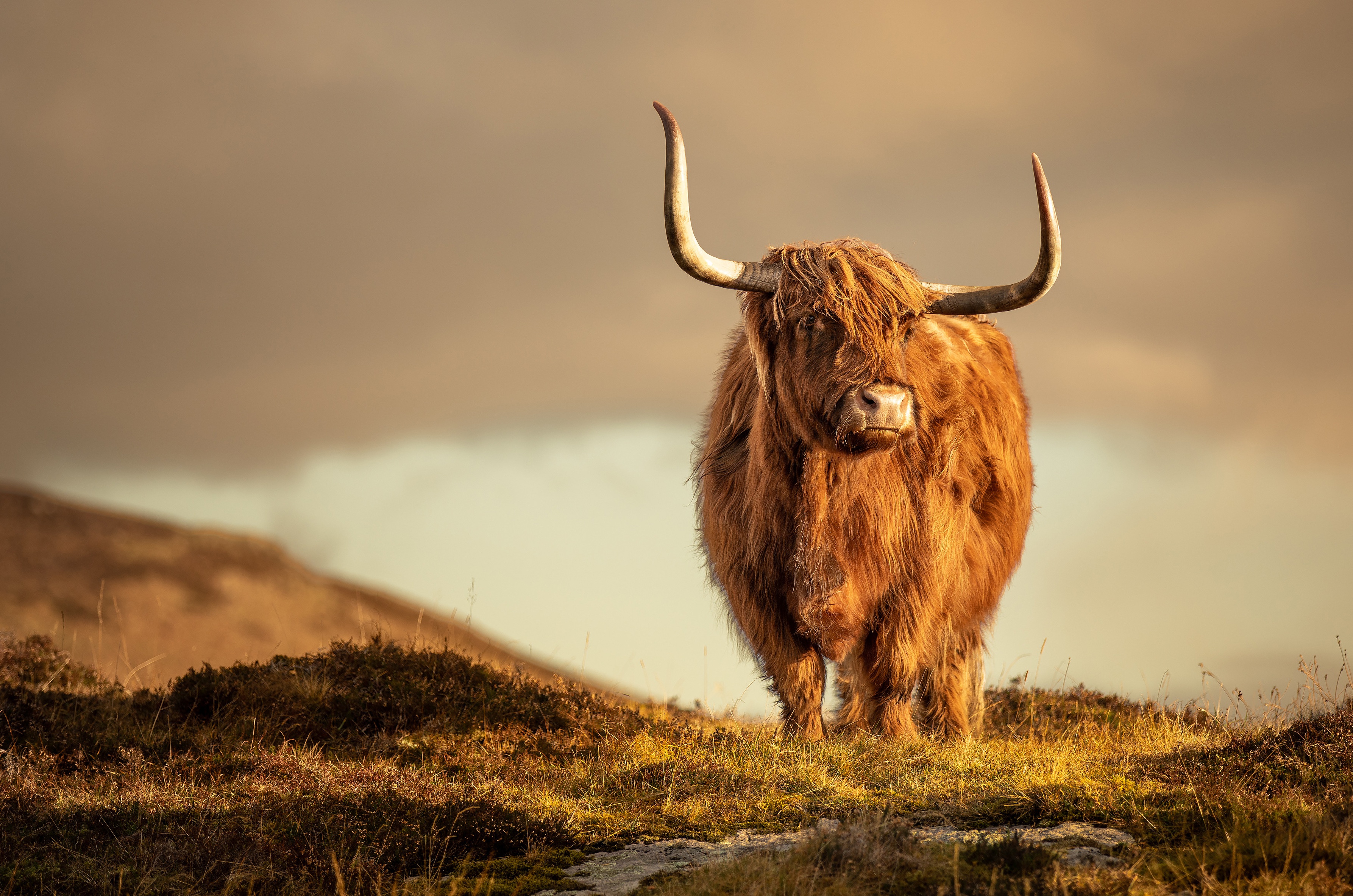 1046591 télécharger l'image bovins des highlands, animaux, vache - fonds d'écran et économiseurs d'écran gratuits