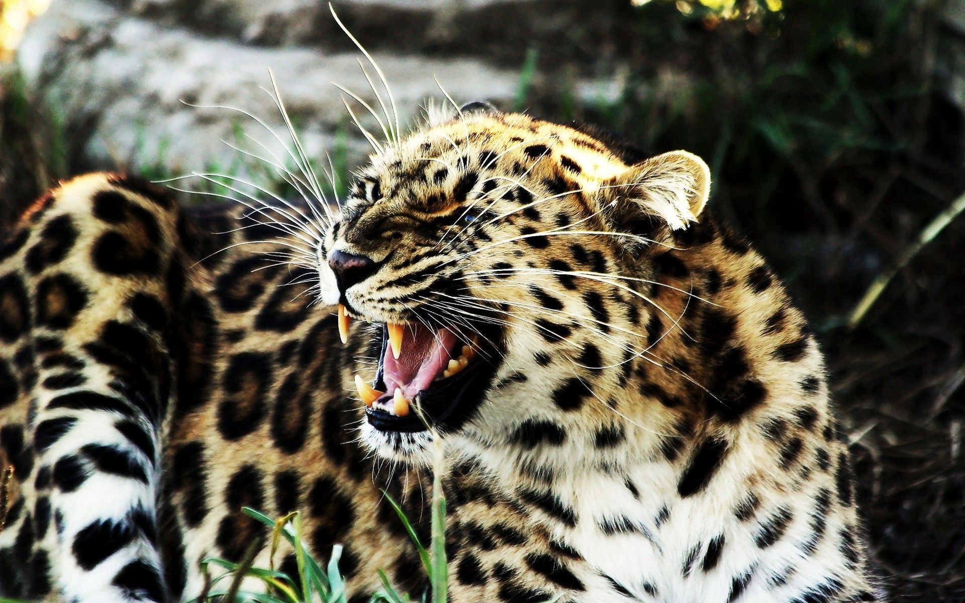 spotted, animals, leopard, aggression, grin, spotty, big cat, evil