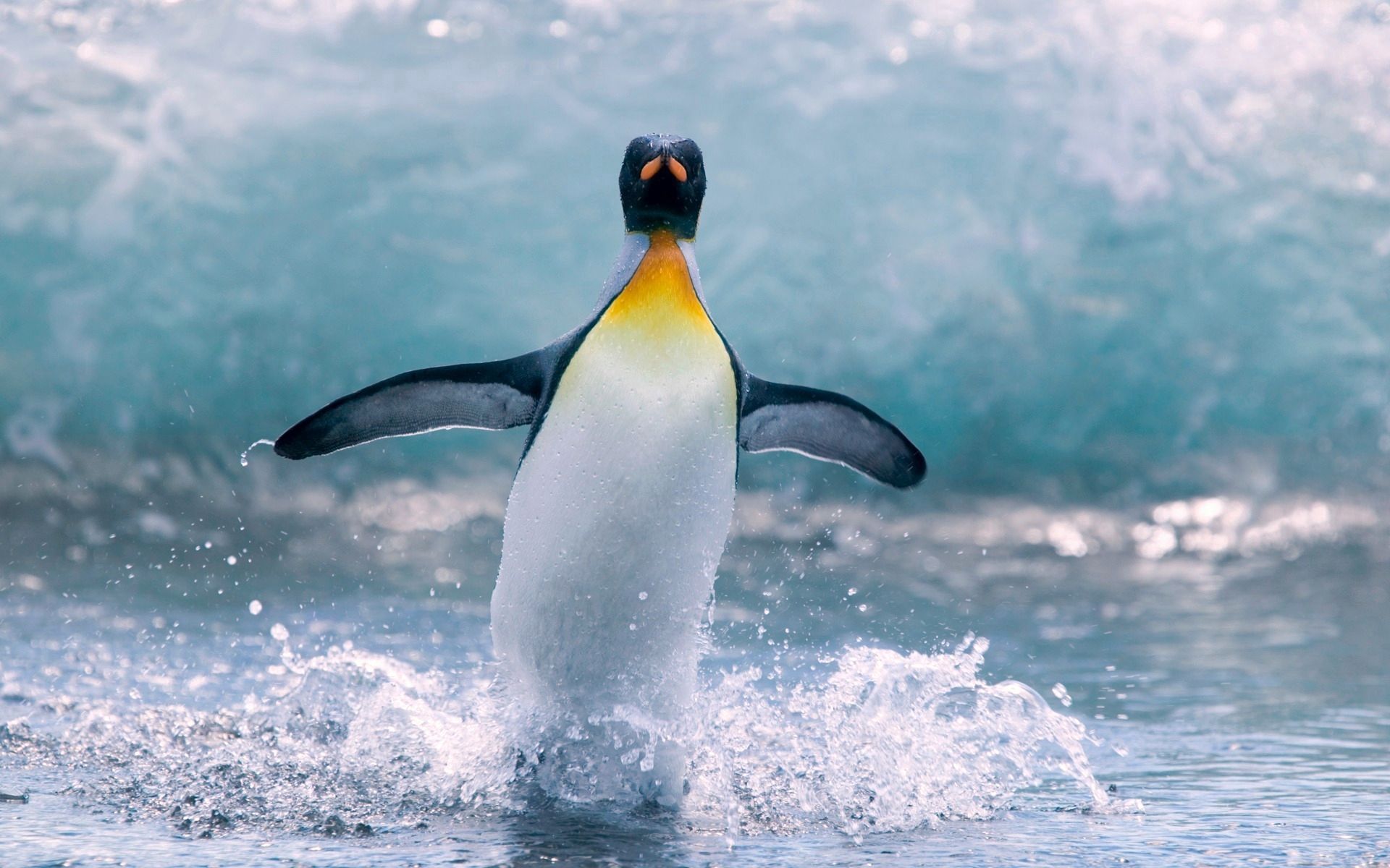 Penguin Vertical Background