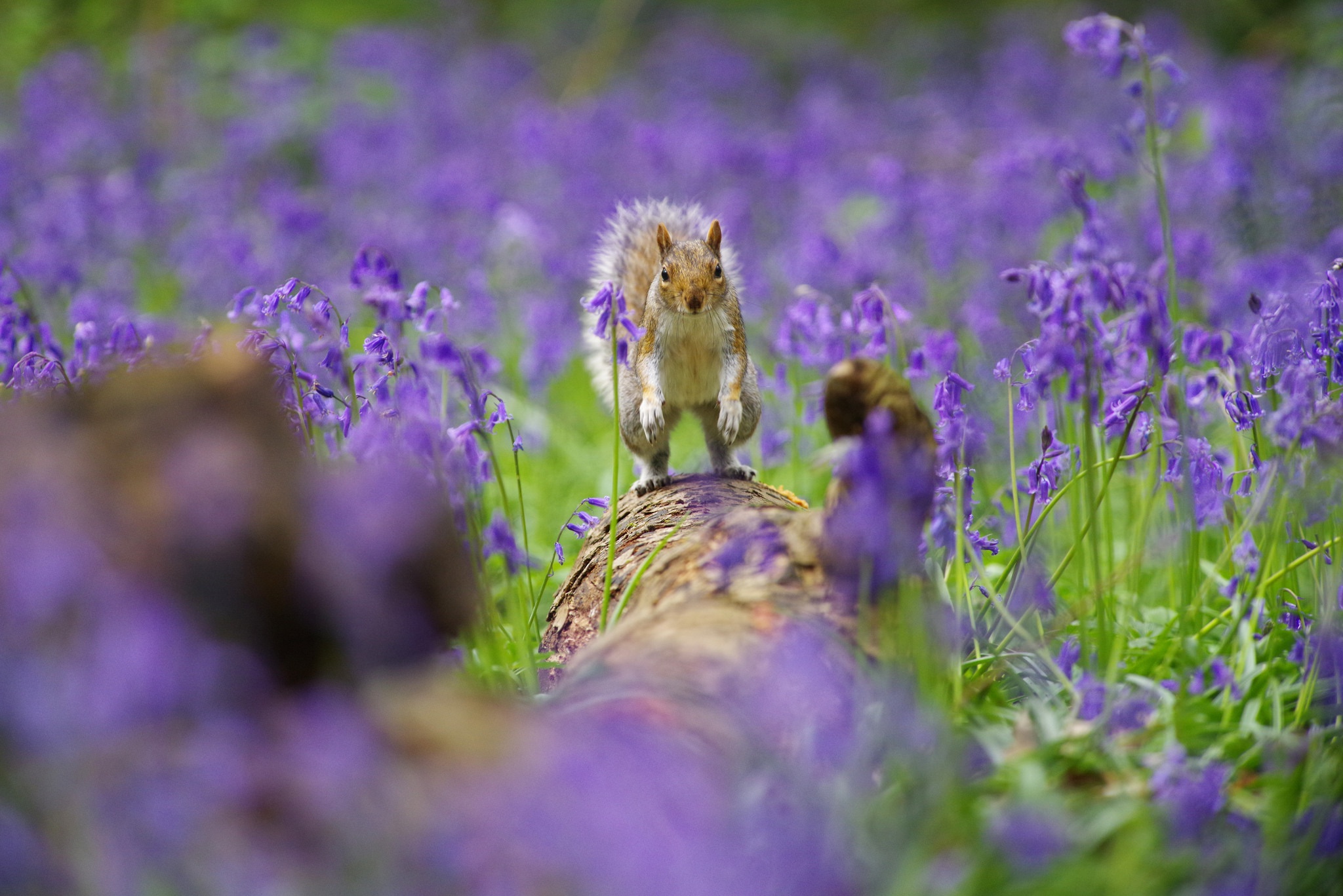 Download mobile wallpaper Squirrel, Flower, Animal, Rodent, Purple Flower, Depth Of Field for free.