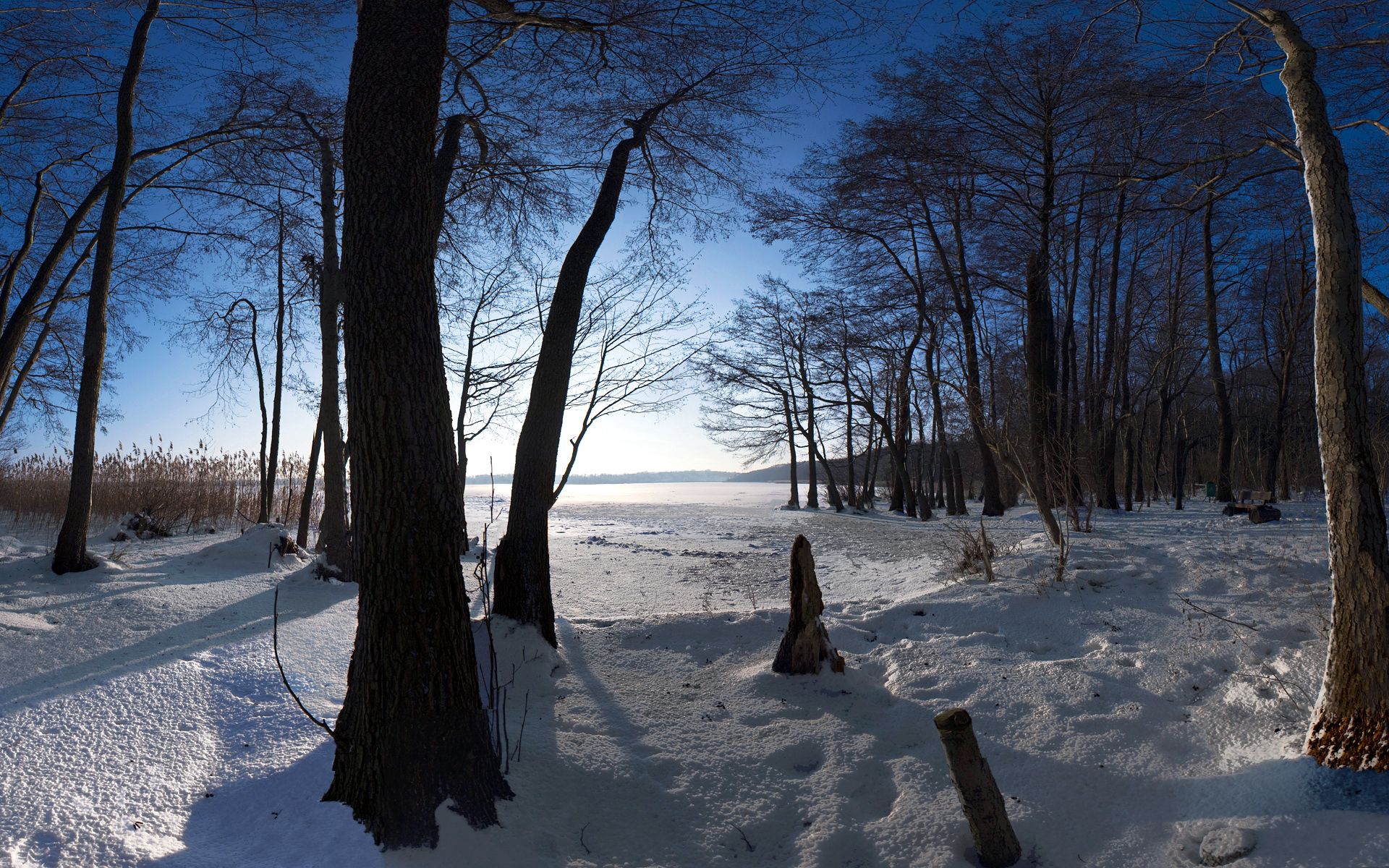 winter, nature, trees, snow, present, trunks, nast HD wallpaper