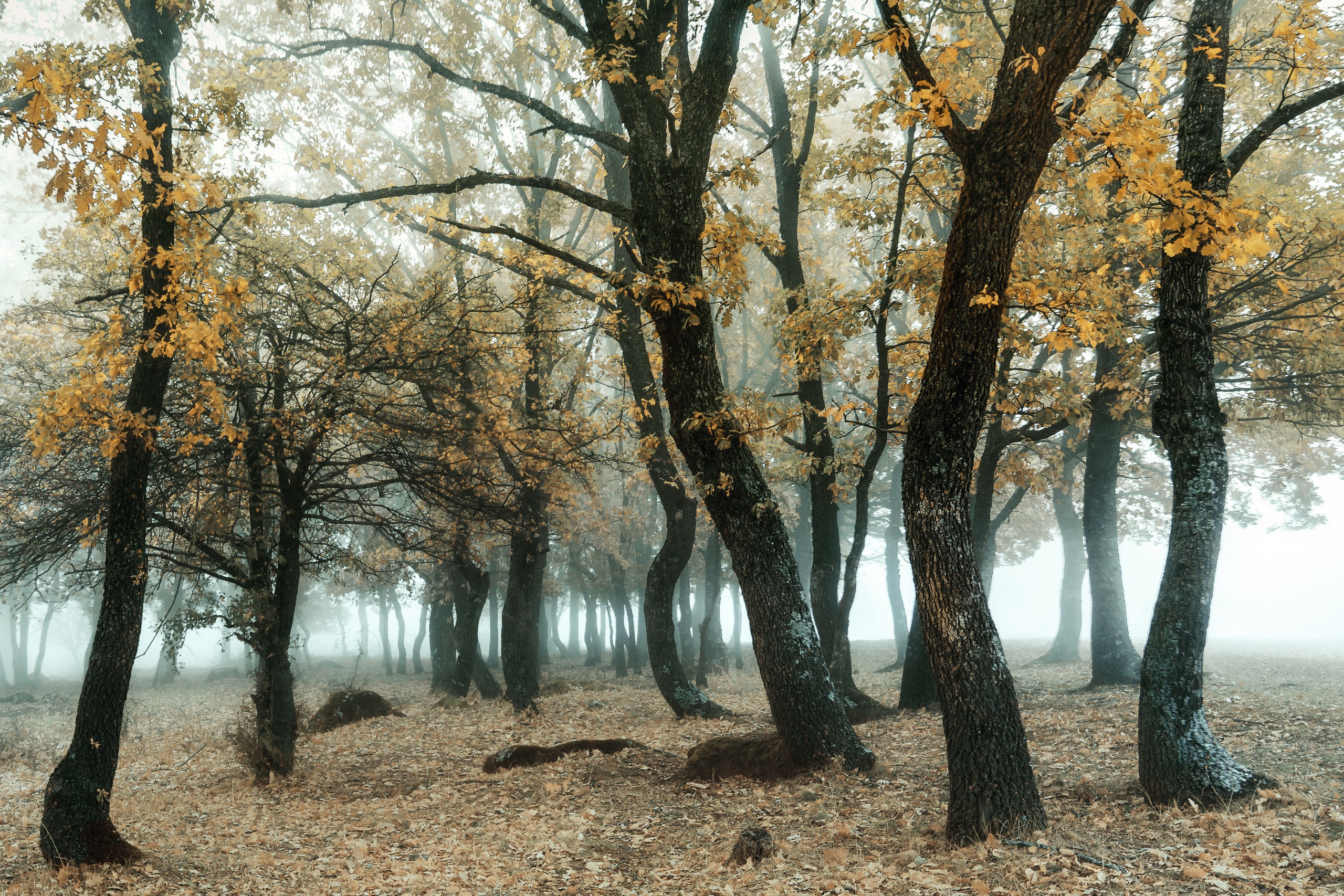 Download mobile wallpaper Nature, Forest, Tree, Fog, Fall, Earth for free.