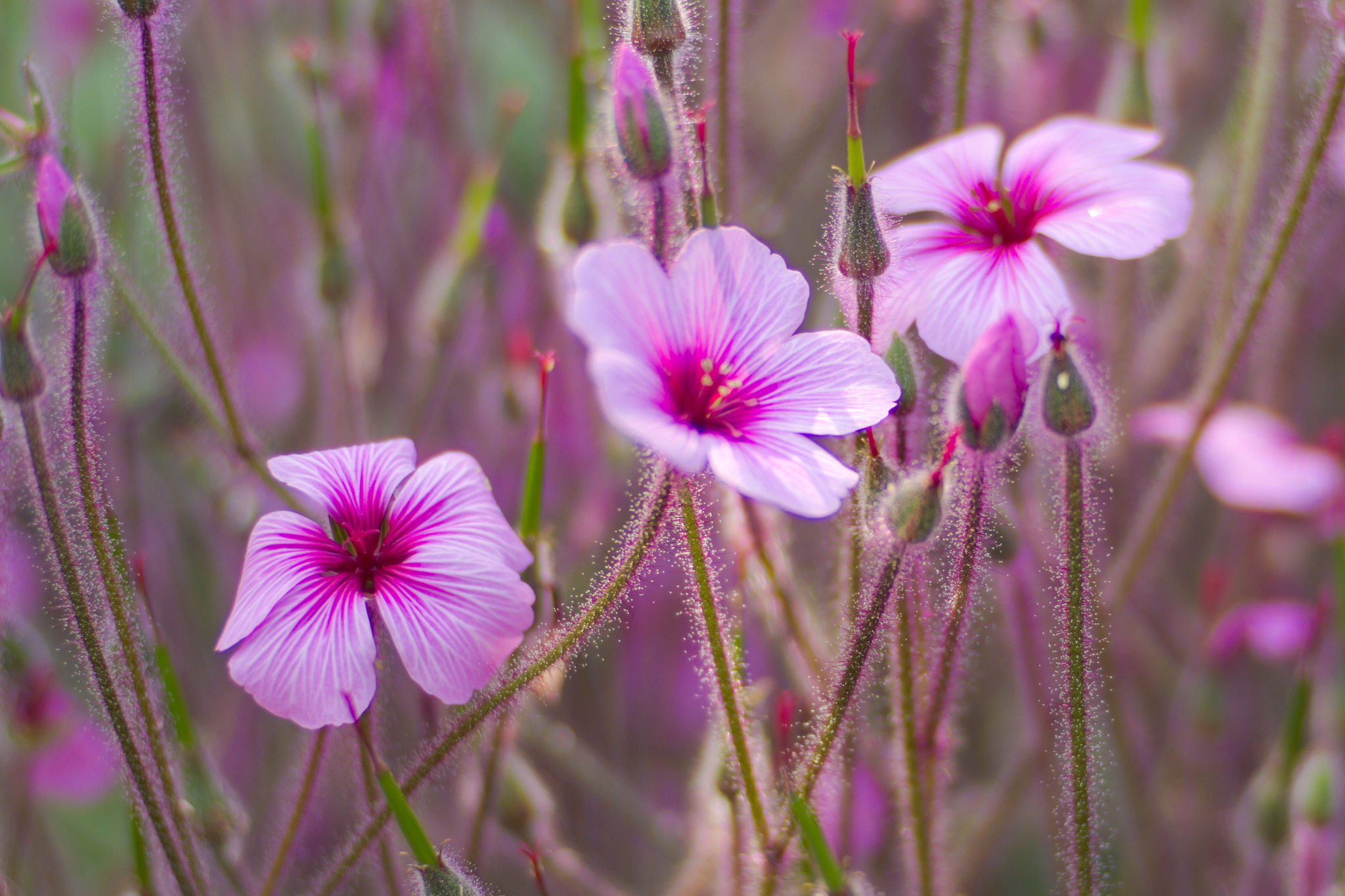 Descarga gratis la imagen Flores, Flor, Tierra/naturaleza en el escritorio de tu PC