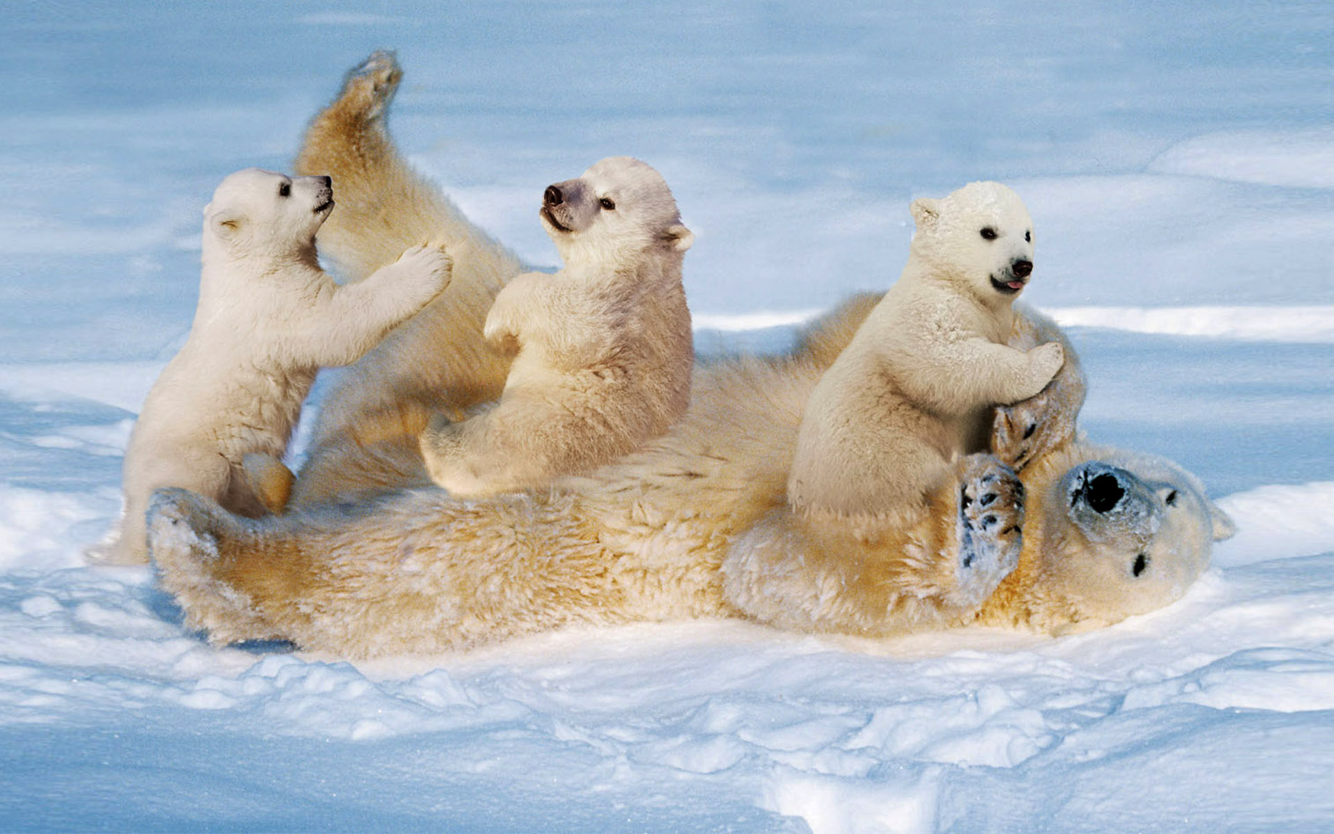 396531 télécharger l'image bébé animal, animaux, ours polair, lionceau, en jouant, neiger, ours - fonds d'écran et économiseurs d'écran gratuits