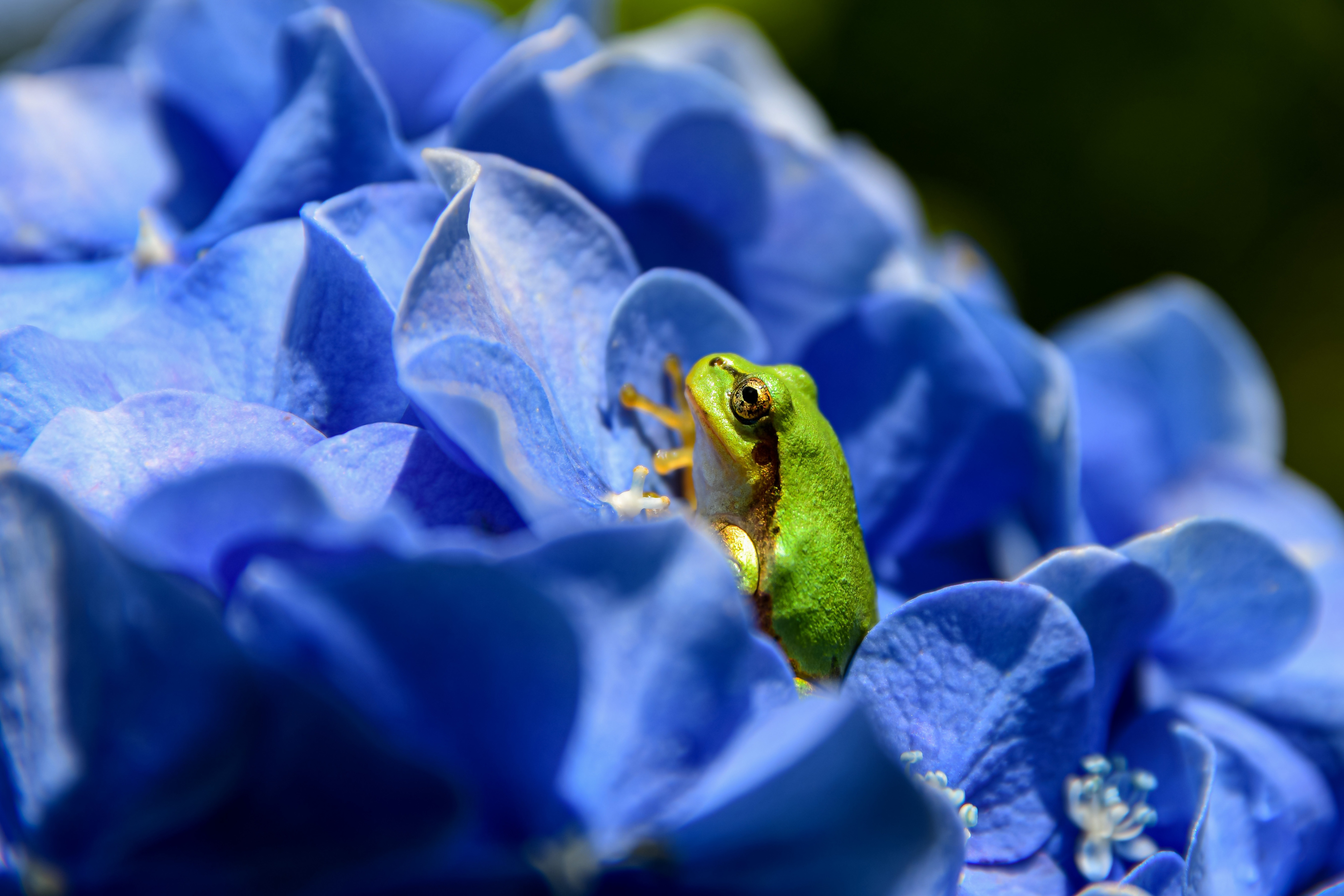 Laden Sie das Tiere, Frösche, Frosch, Amphibie, Blaue Blume-Bild kostenlos auf Ihren PC-Desktop herunter