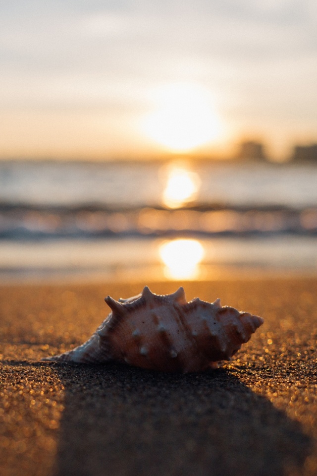 Download mobile wallpaper Nature, Sea, Beach, Sand, Earth, Shell, Conch for free.