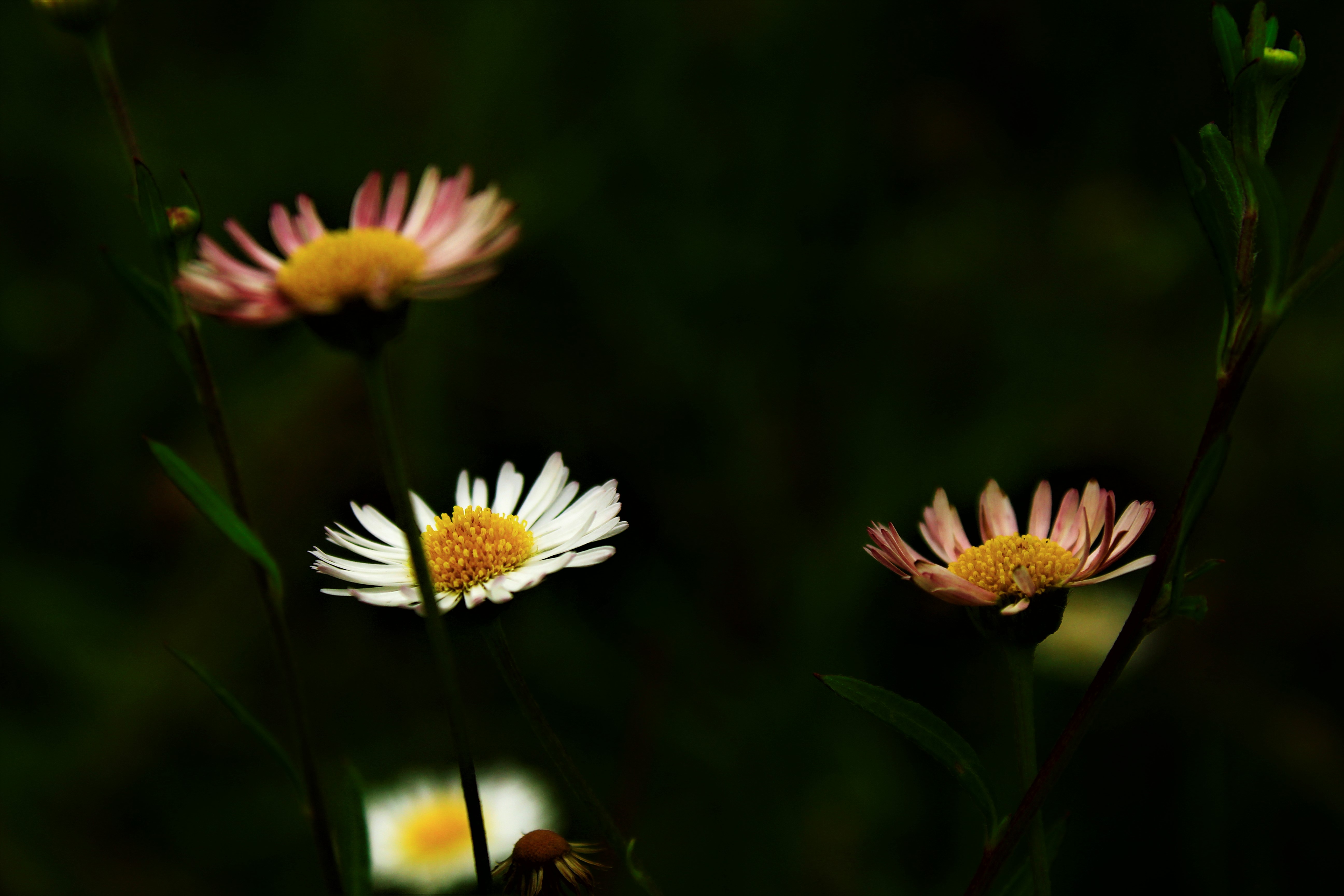 Téléchargez gratuitement l'image Fleurs, Fleur, Terre/nature sur le bureau de votre PC