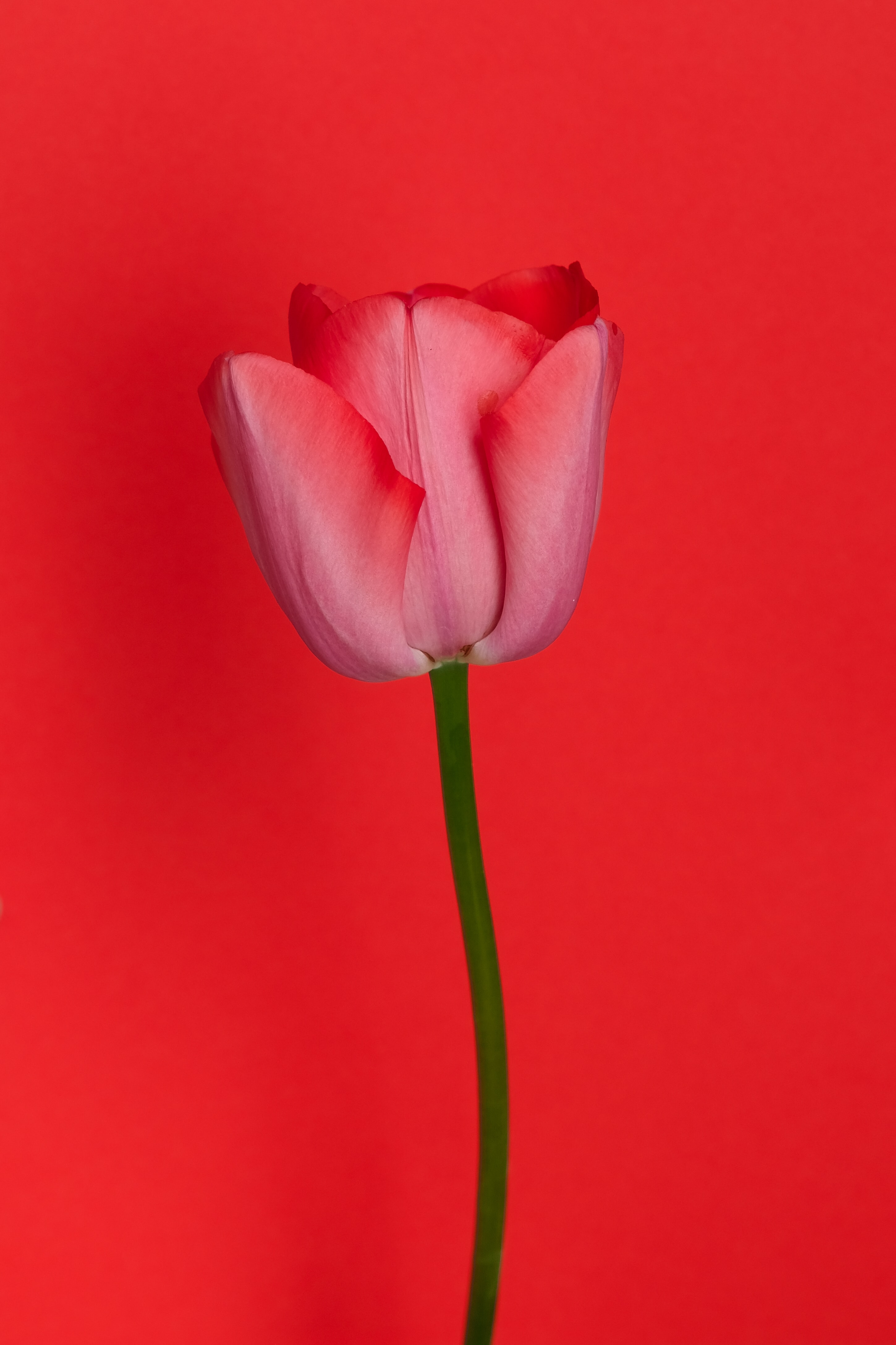 114971 télécharger le fond d'écran tulipe, fantaisie, rouge, fleur - économiseurs d'écran et images gratuitement