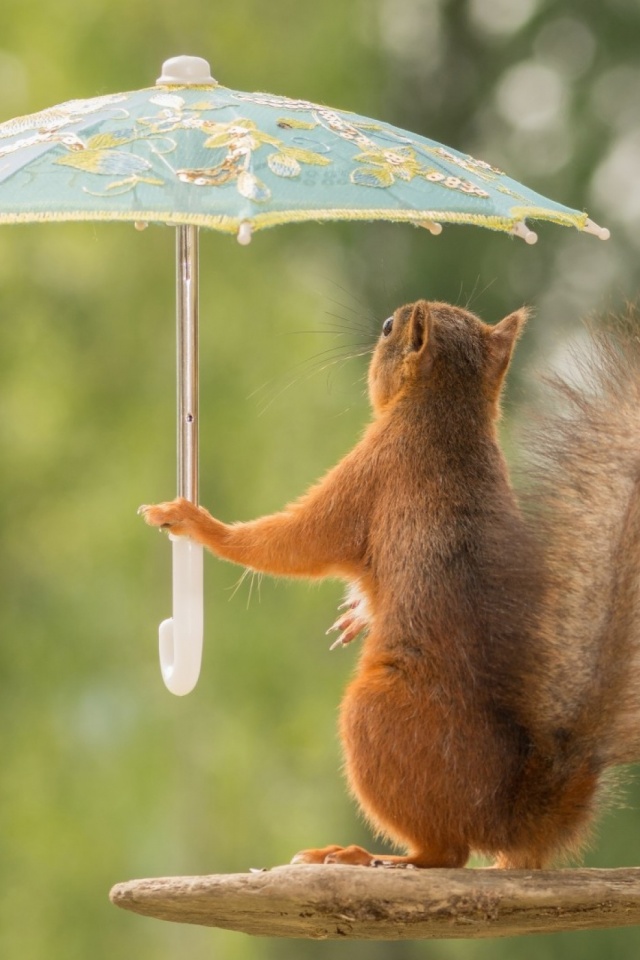 Download mobile wallpaper Squirrel, Animal, Umbrella, Humor for free.
