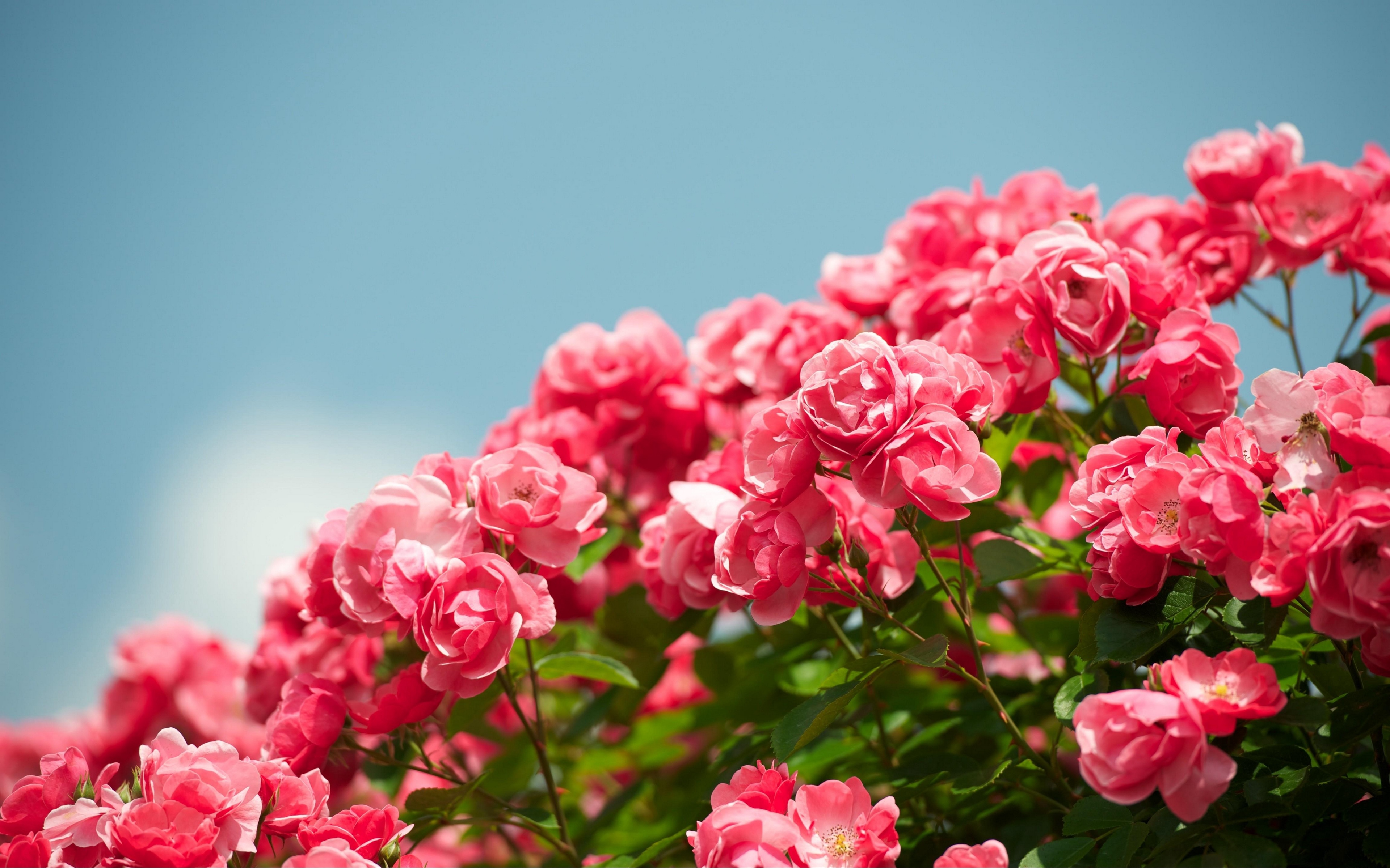 441129 скачать обои земля/природа, роза, розовый цветок, кусты роз, флауэрсы - заставки и картинки бесплатно