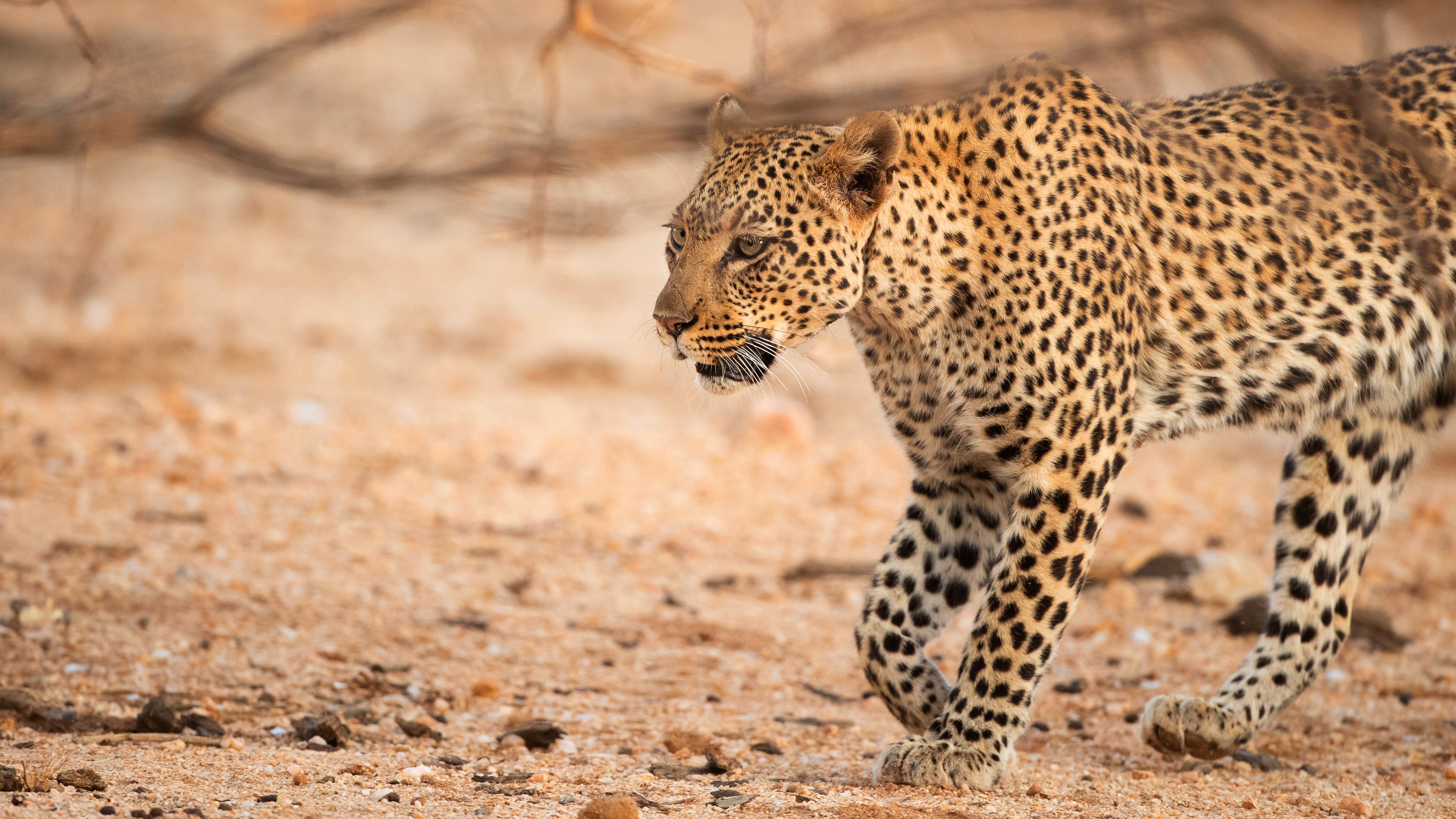 Handy-Wallpaper Tiere, Katzen, Leopard kostenlos herunterladen.