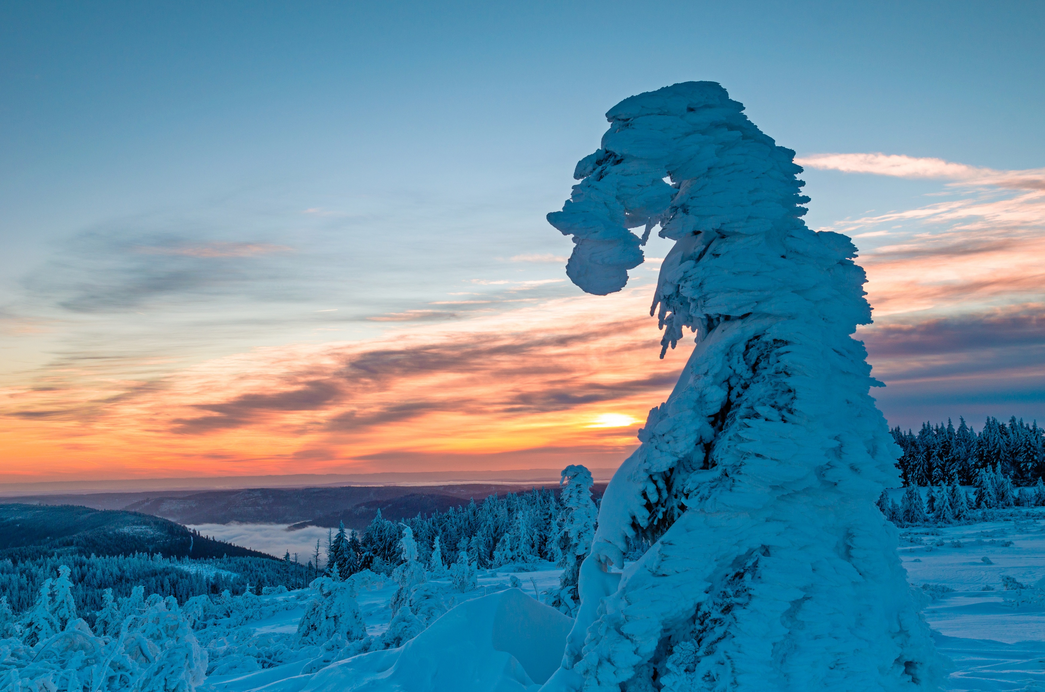 Laden Sie das Winter, Schnee, Wald, Fichte, Sonnenuntergang, Erde/natur-Bild kostenlos auf Ihren PC-Desktop herunter