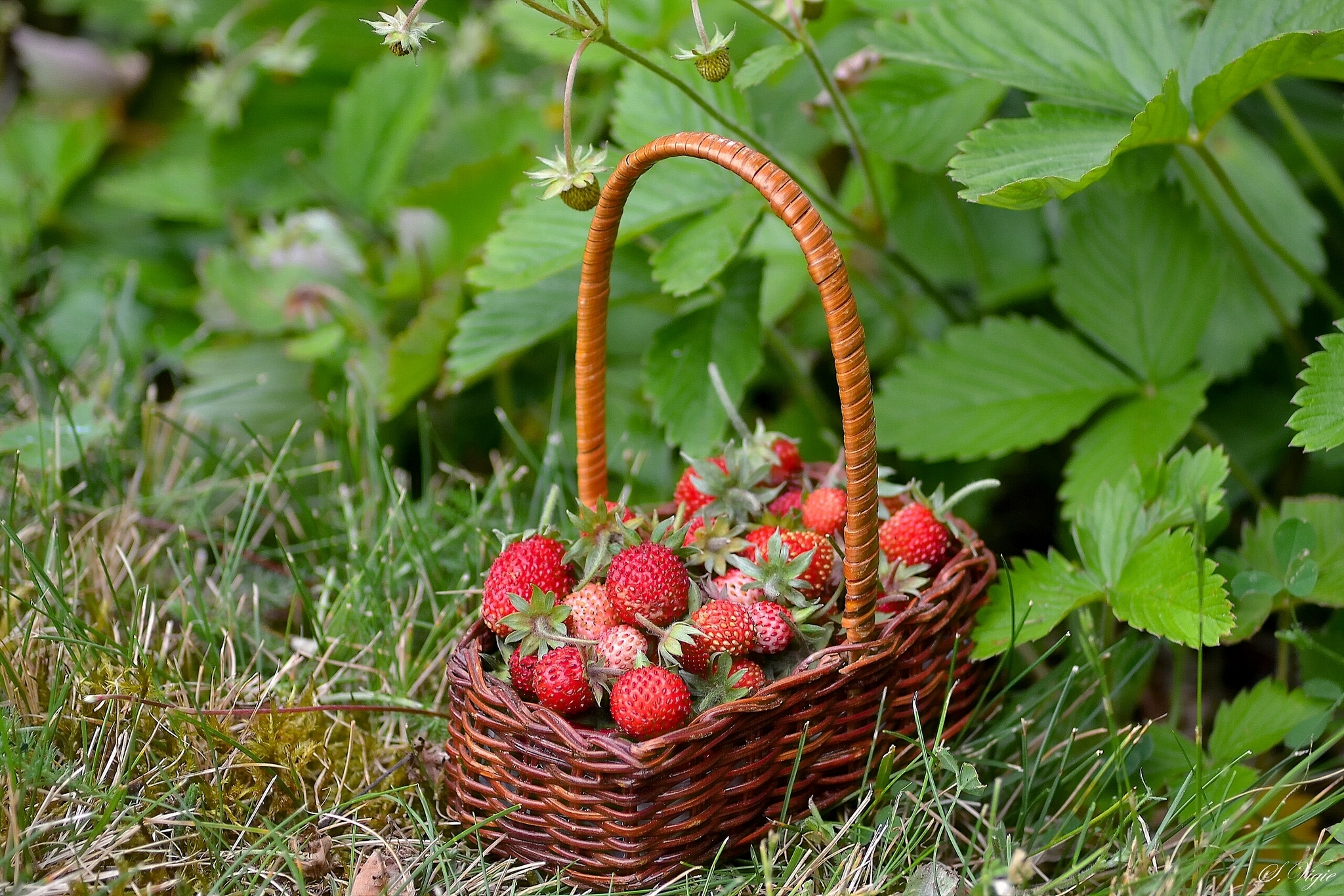 Téléchargez des papiers peints mobile Nourriture, Fraise, Baie, Corbeille, Des Fruits gratuitement.