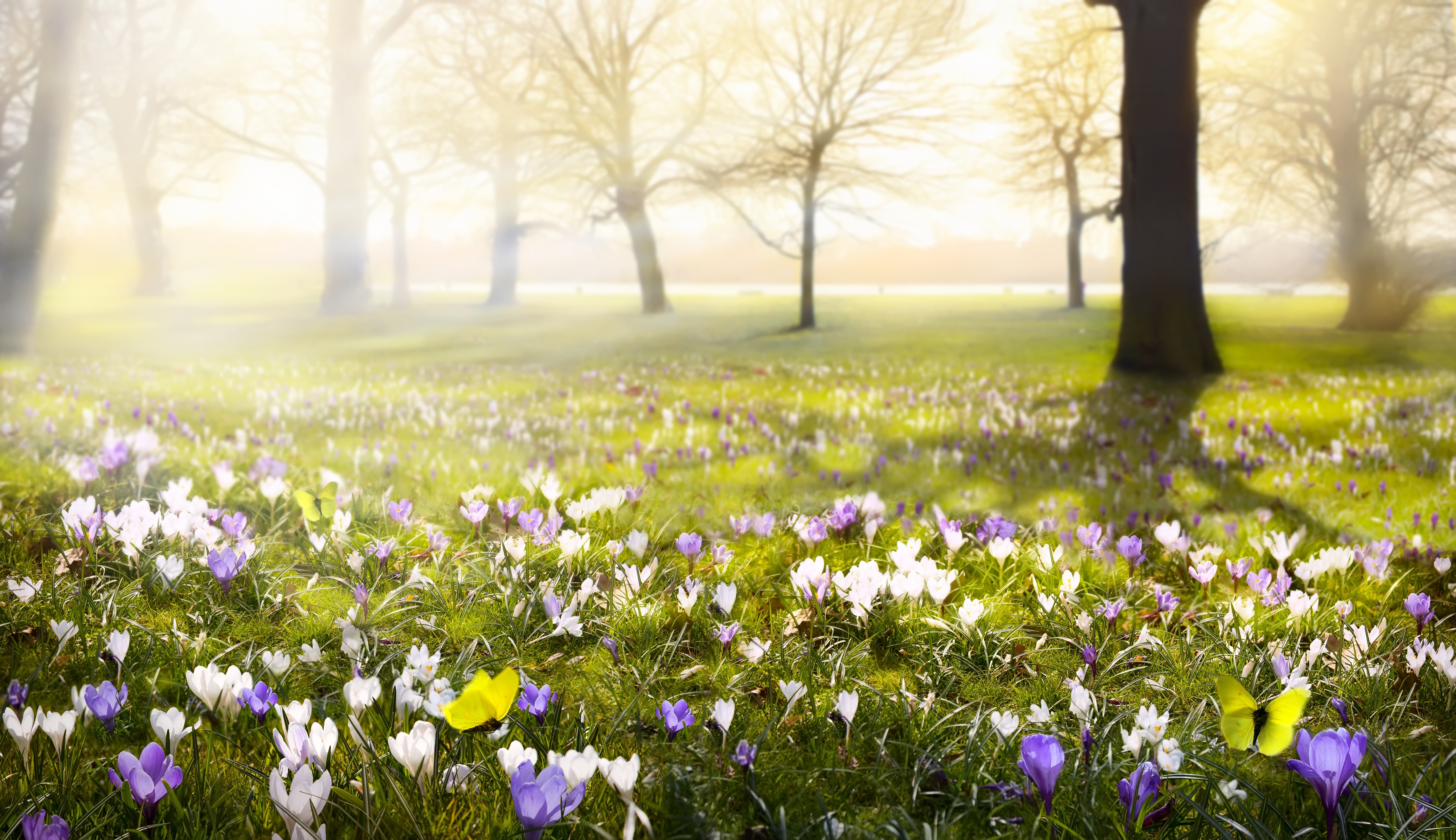 Завантажити шпалери безкоштовно Природа, Квітка, Туман, Земля, Метелик, Весна, Крокус, Біла Квітка, Фіолетова Квітка, Флауерзи картинка на робочий стіл ПК