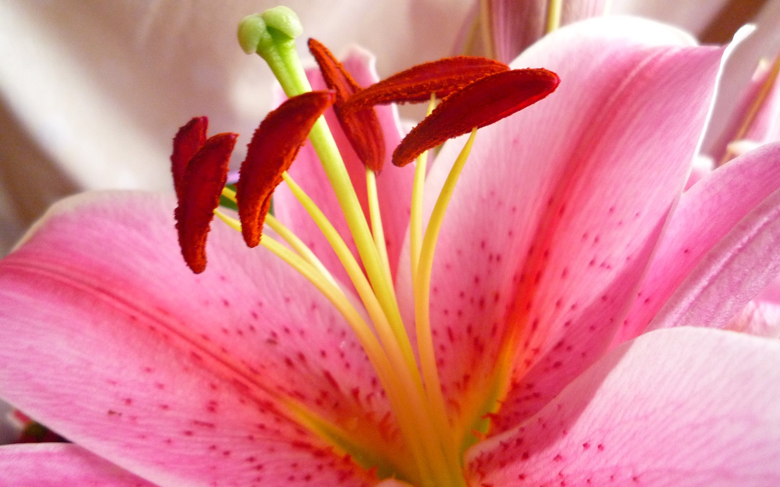 Baixe gratuitamente a imagem Flores, Lírio, Terra/natureza na área de trabalho do seu PC