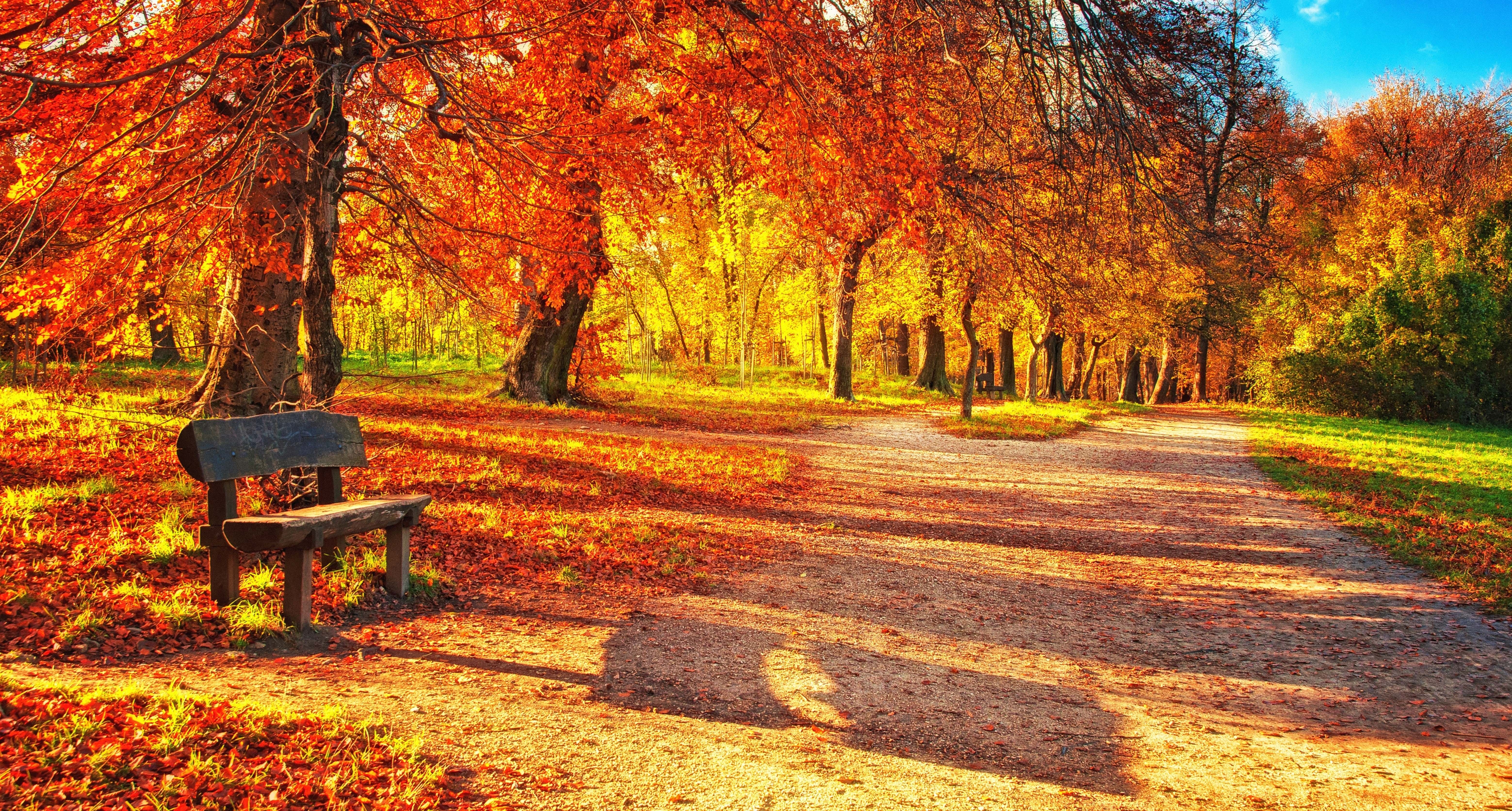 autumn, nature, bench, park, foliage HD wallpaper