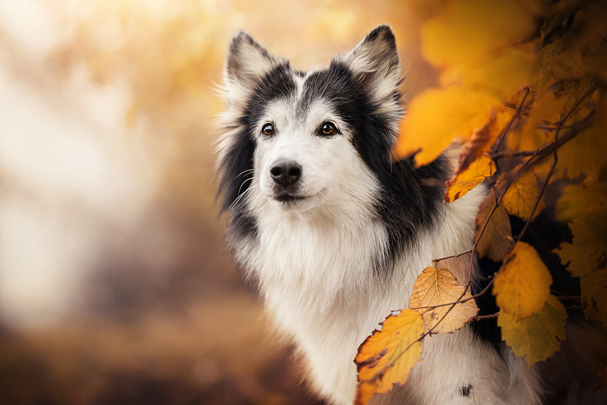 Baixar papel de parede para celular de Animais, Cães, Outono, Cão, Border Collie gratuito.