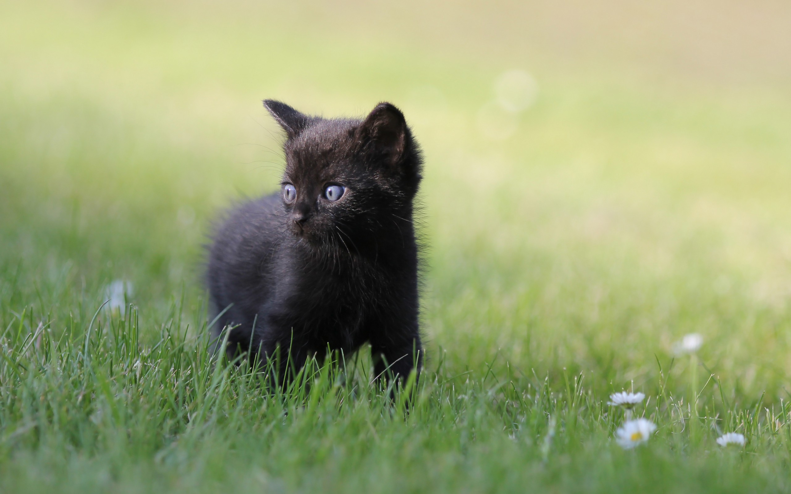 Baixe gratuitamente a imagem Animais, Gatos, Gato, Gatinho na área de trabalho do seu PC