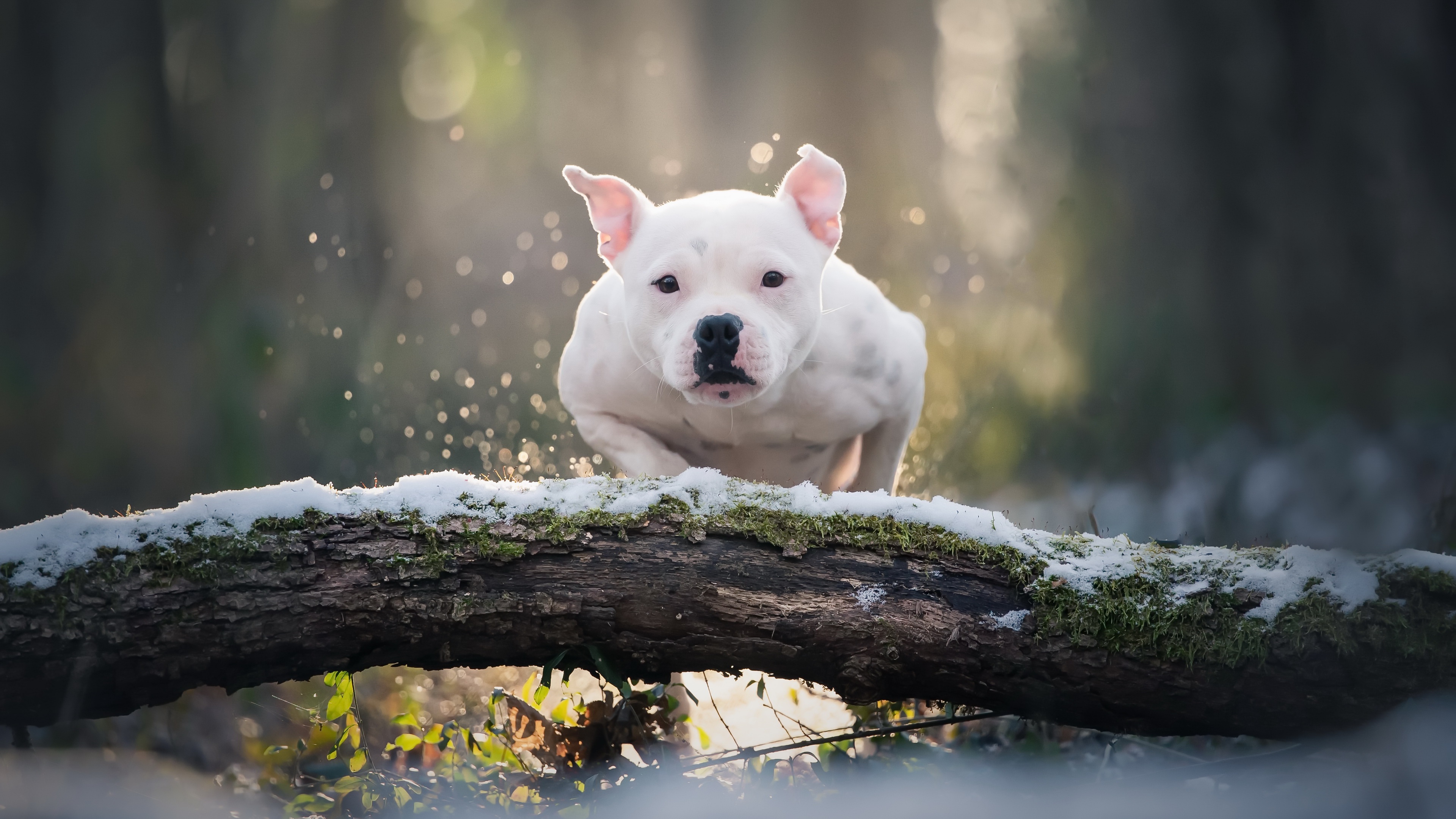 Baixar papel de parede para celular de Animais, Cães, Cão gratuito.