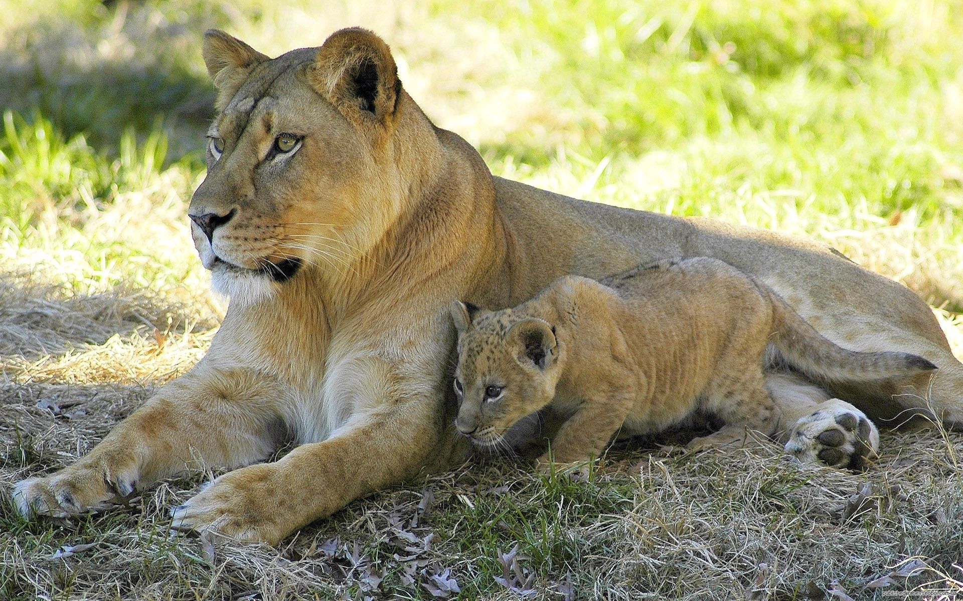 PC Wallpapers animals, grass, couple, pair, to lie down, lie, lioness