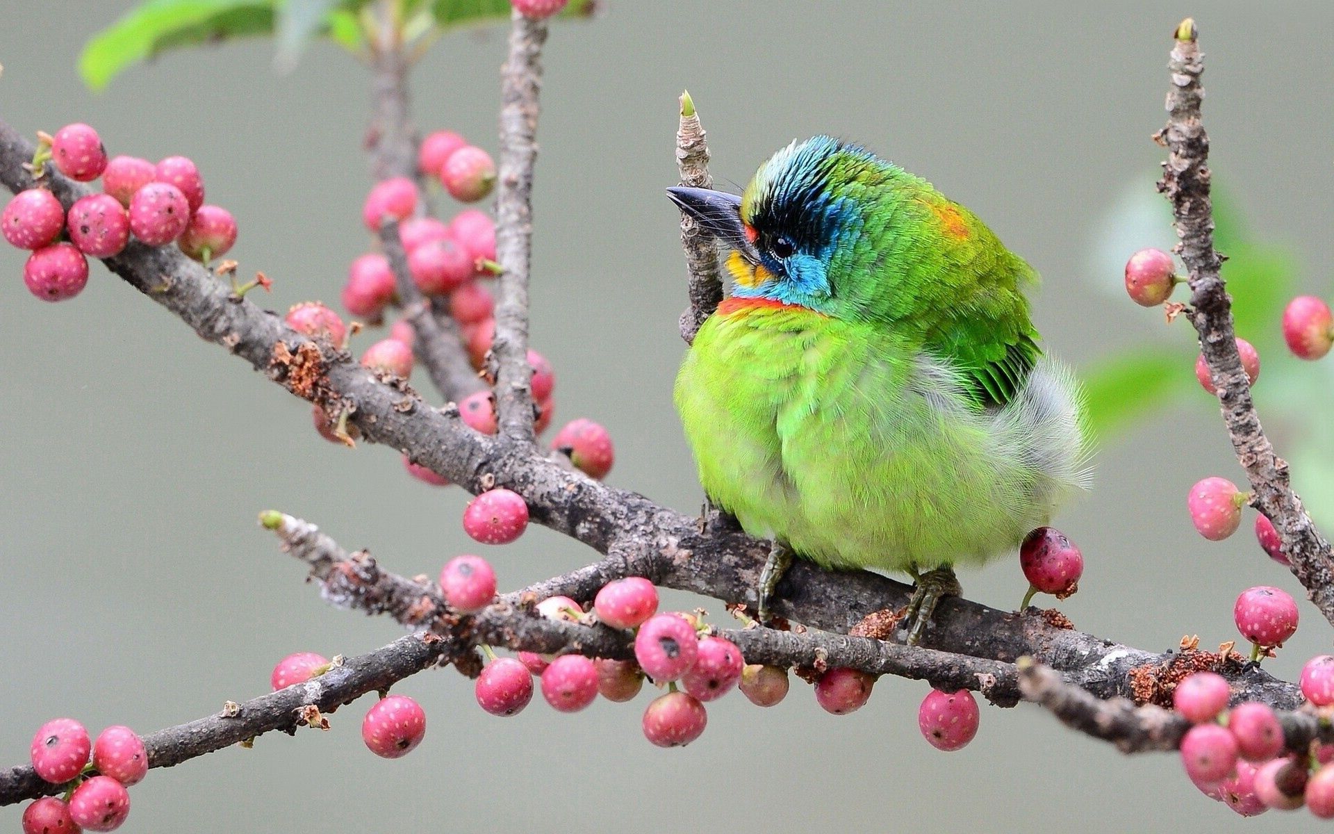 116385 скачать картинку птица, ветка, разноцветный, ягоды, животные - обои и заставки бесплатно