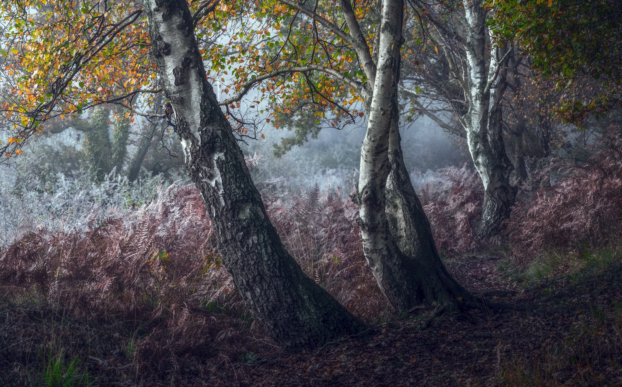 Laden Sie das Natur, Herbst, Birken, Wald, Erde/natur-Bild kostenlos auf Ihren PC-Desktop herunter