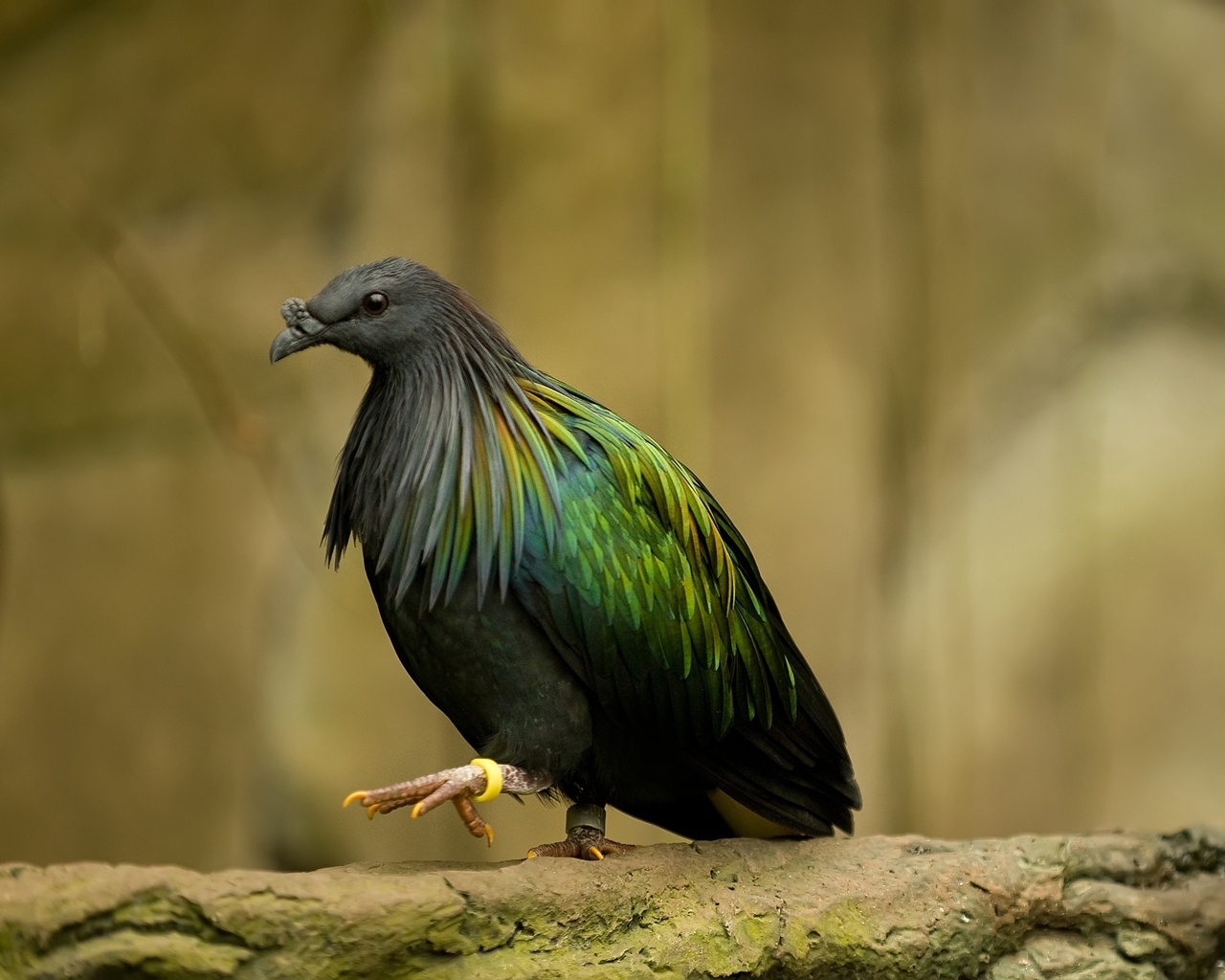 Téléchargez gratuitement l'image Animaux, Oiseau sur le bureau de votre PC