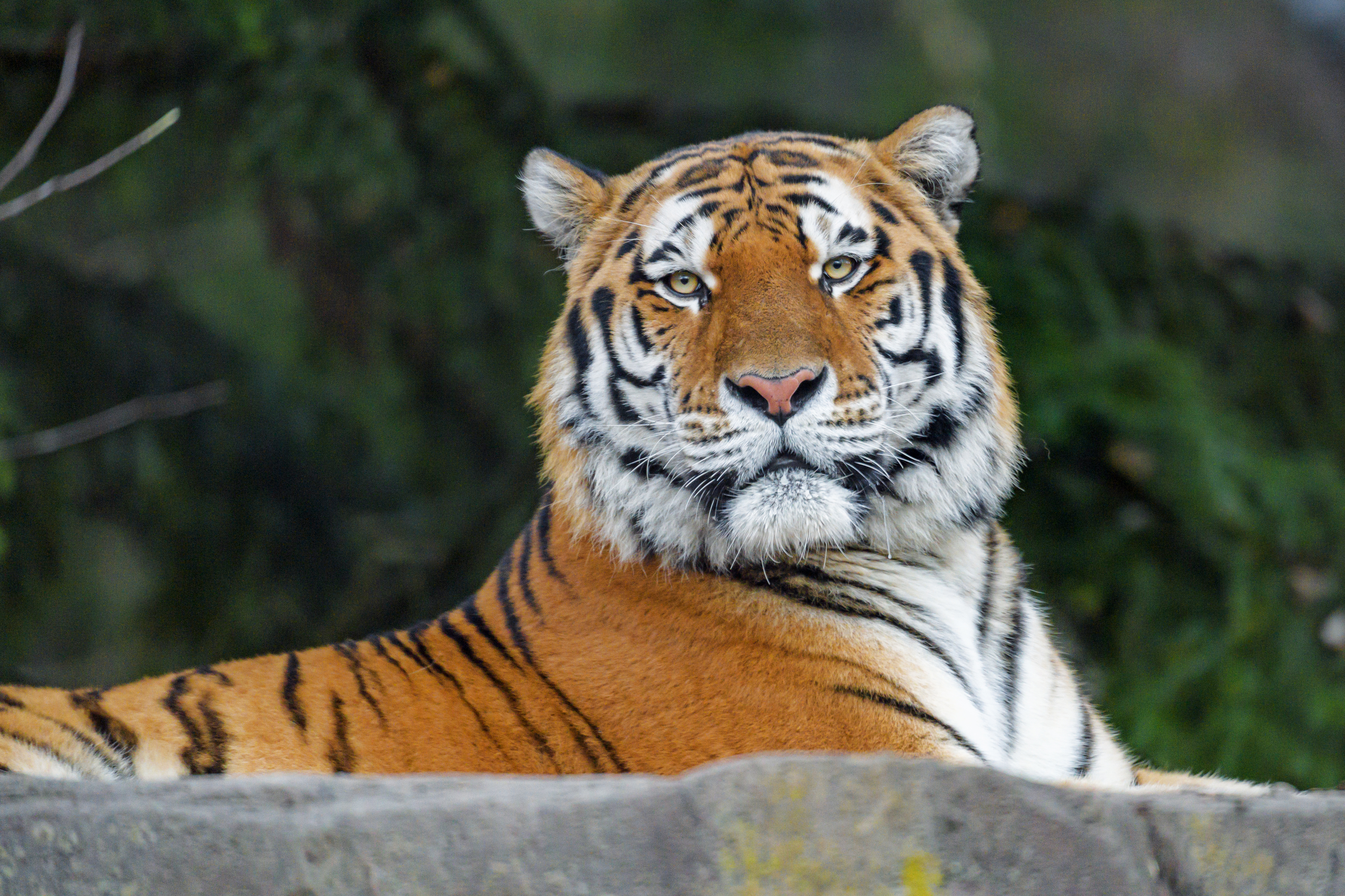 Download mobile wallpaper Sight, Opinion, Predator, Wild, Animals, Animal, Tiger for free.