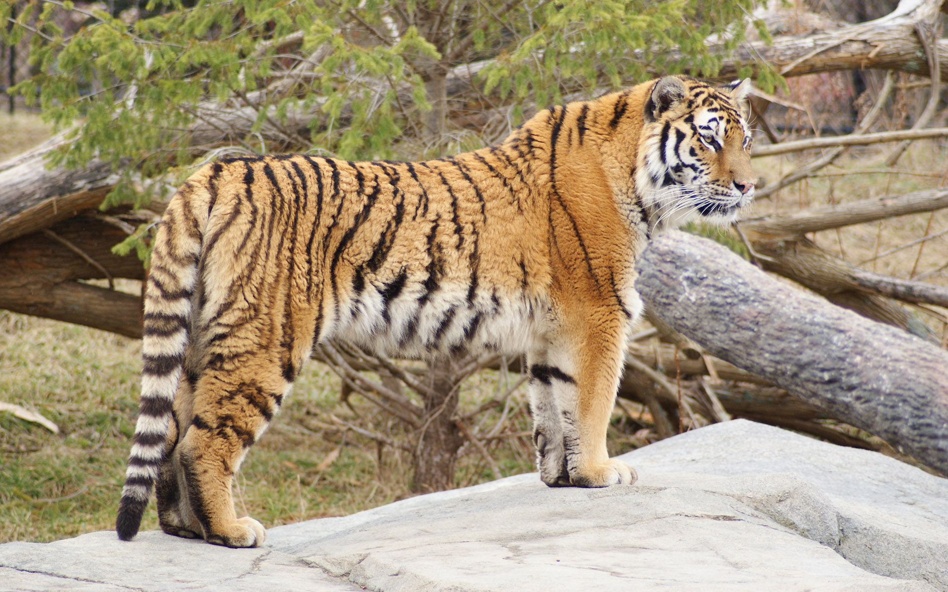 Téléchargez des papiers peints mobile Animaux, Chats, Tigre gratuitement.