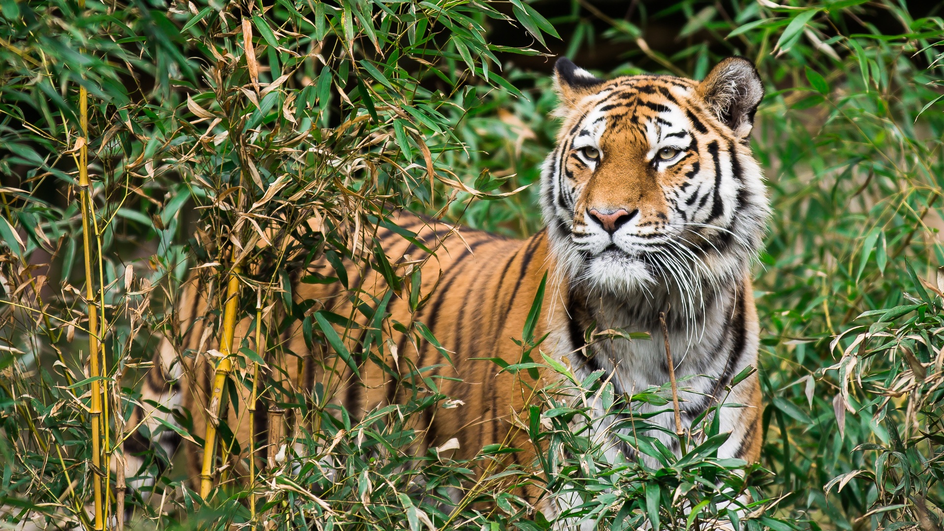 無料モバイル壁紙動物, 猫, 虎, 竹, 見詰めるをダウンロードします。