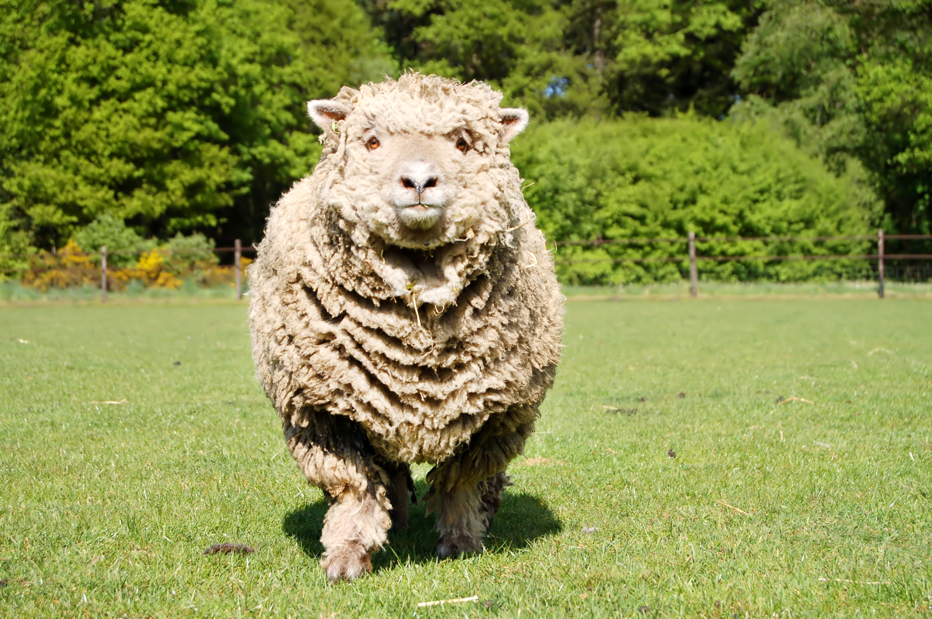 Laden Sie das Tiere, Schaf-Bild kostenlos auf Ihren PC-Desktop herunter