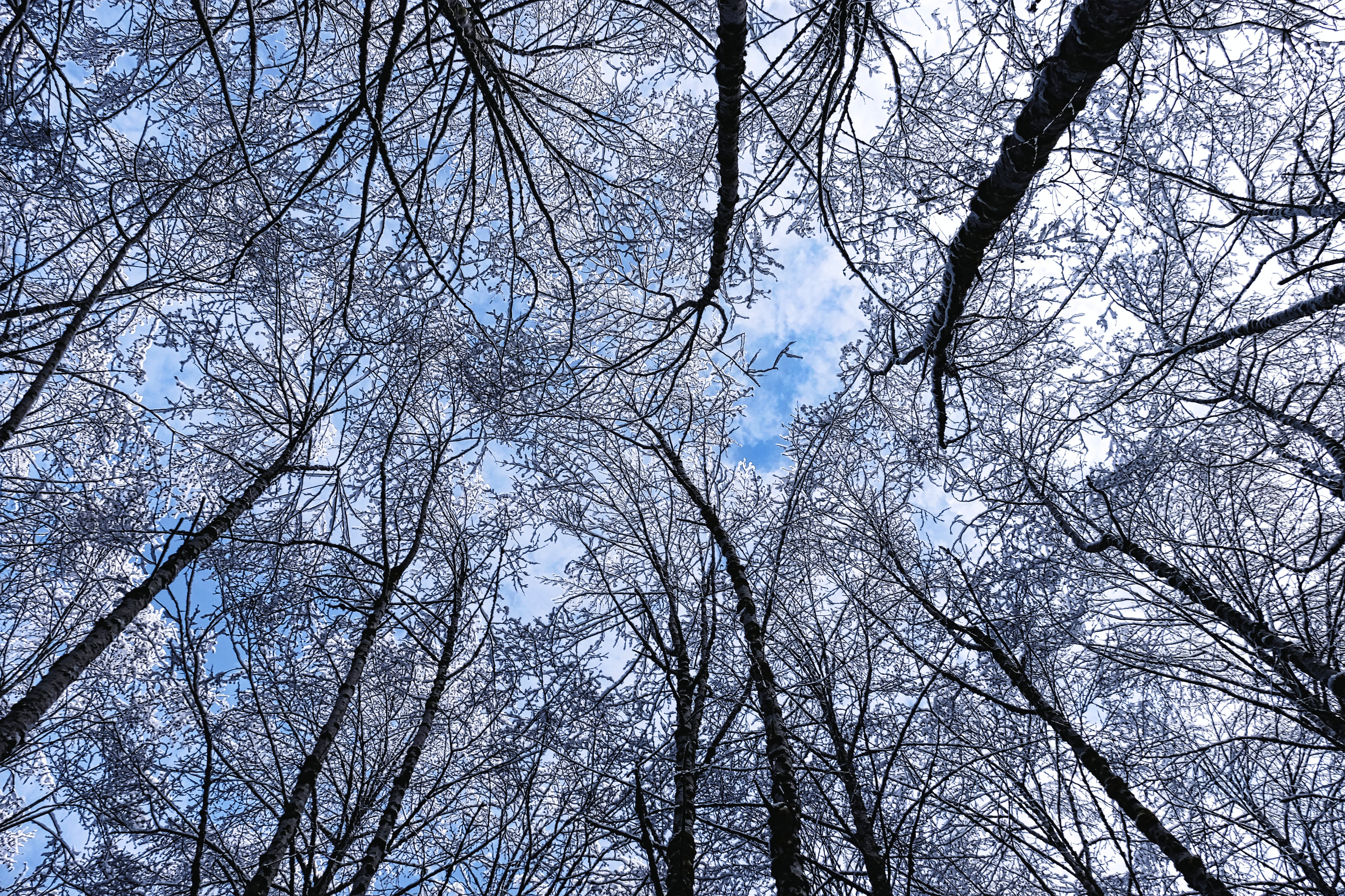 Download mobile wallpaper Trees, Frost, Hoarfrost, Sky, Bottom View, Winter, Nature for free.