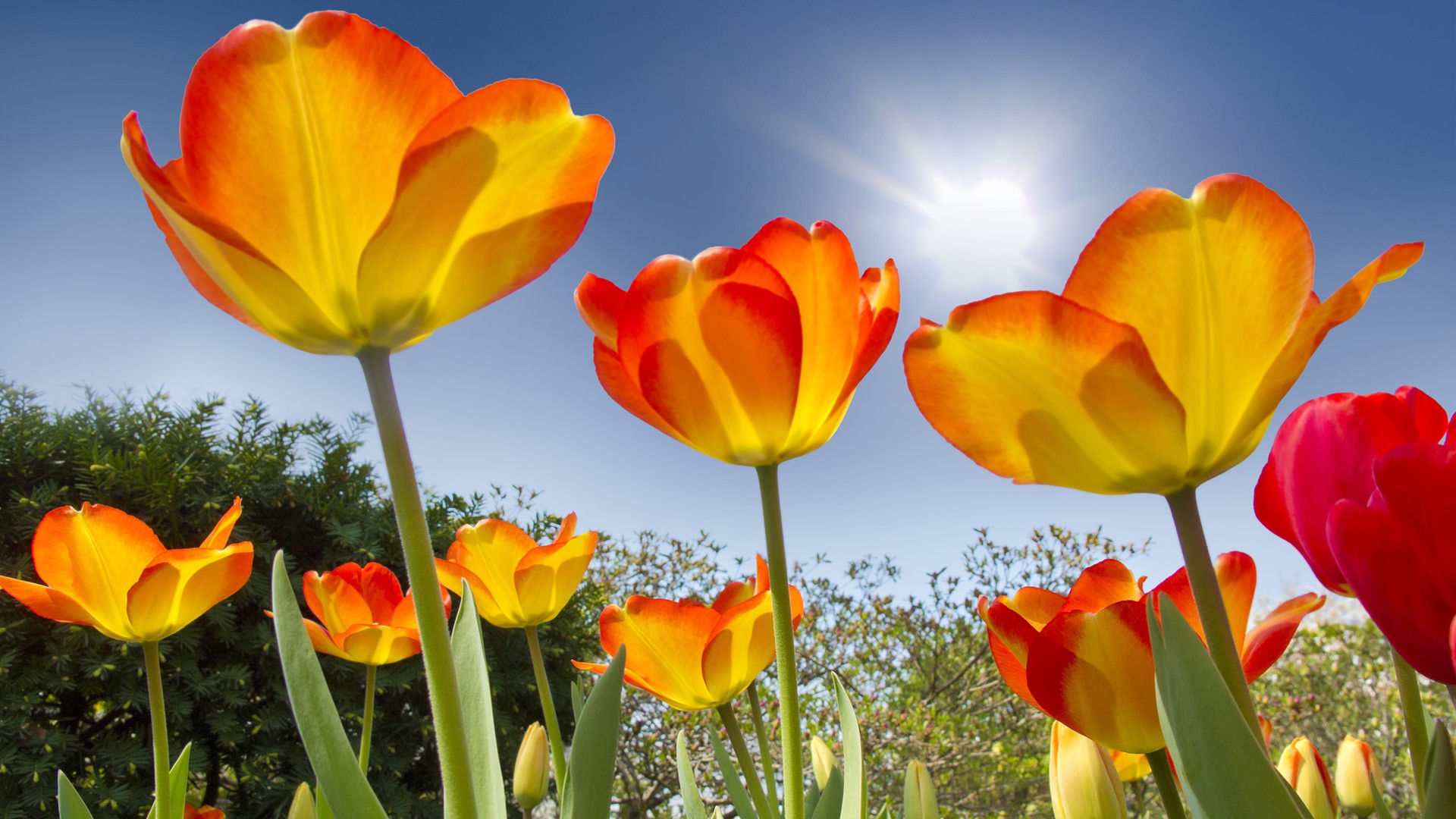 Free download wallpaper Flowers, Earth, Tulip on your PC desktop