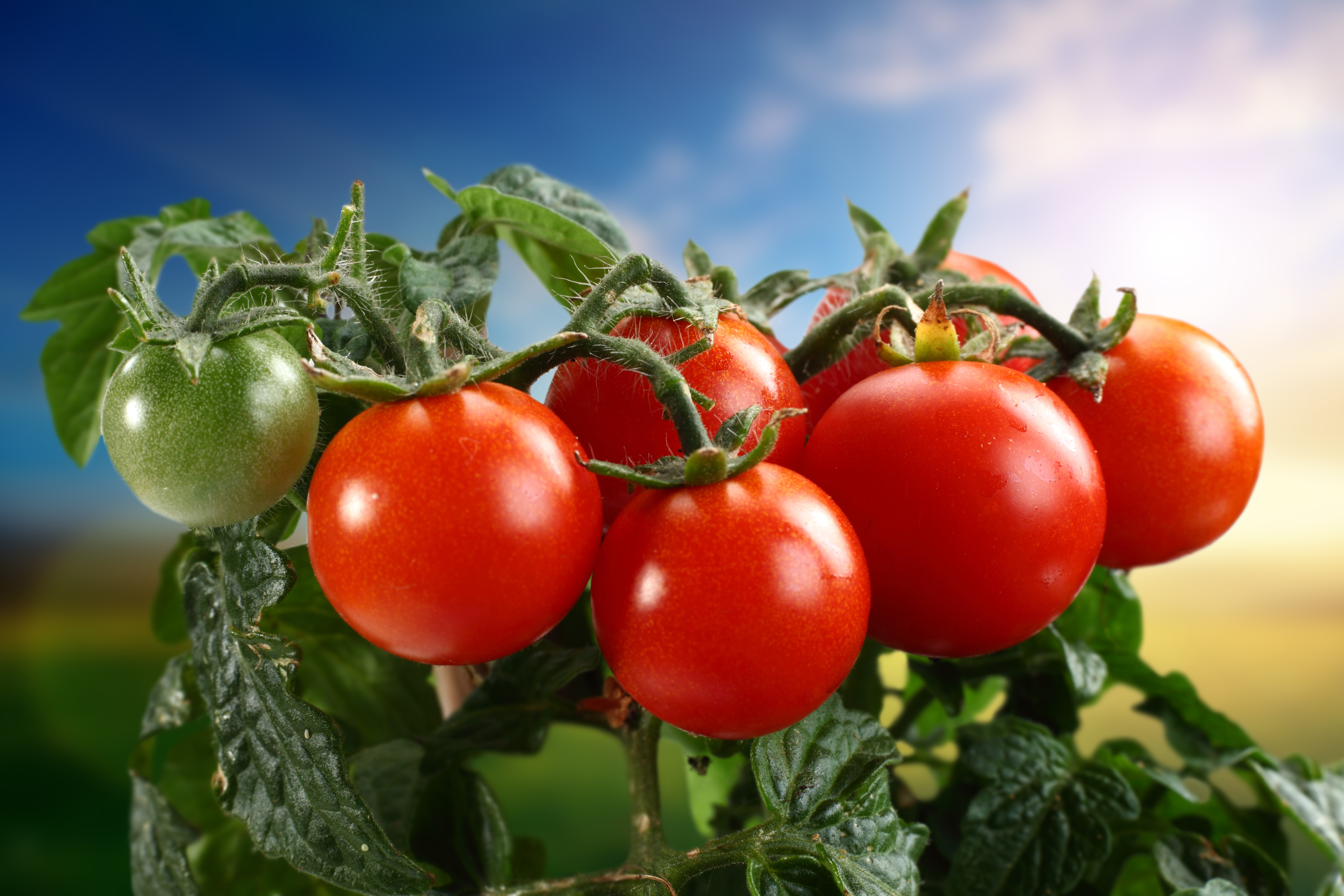 281803 Bild herunterladen nahrungsmittel, tomate, früchte - Hintergrundbilder und Bildschirmschoner kostenlos