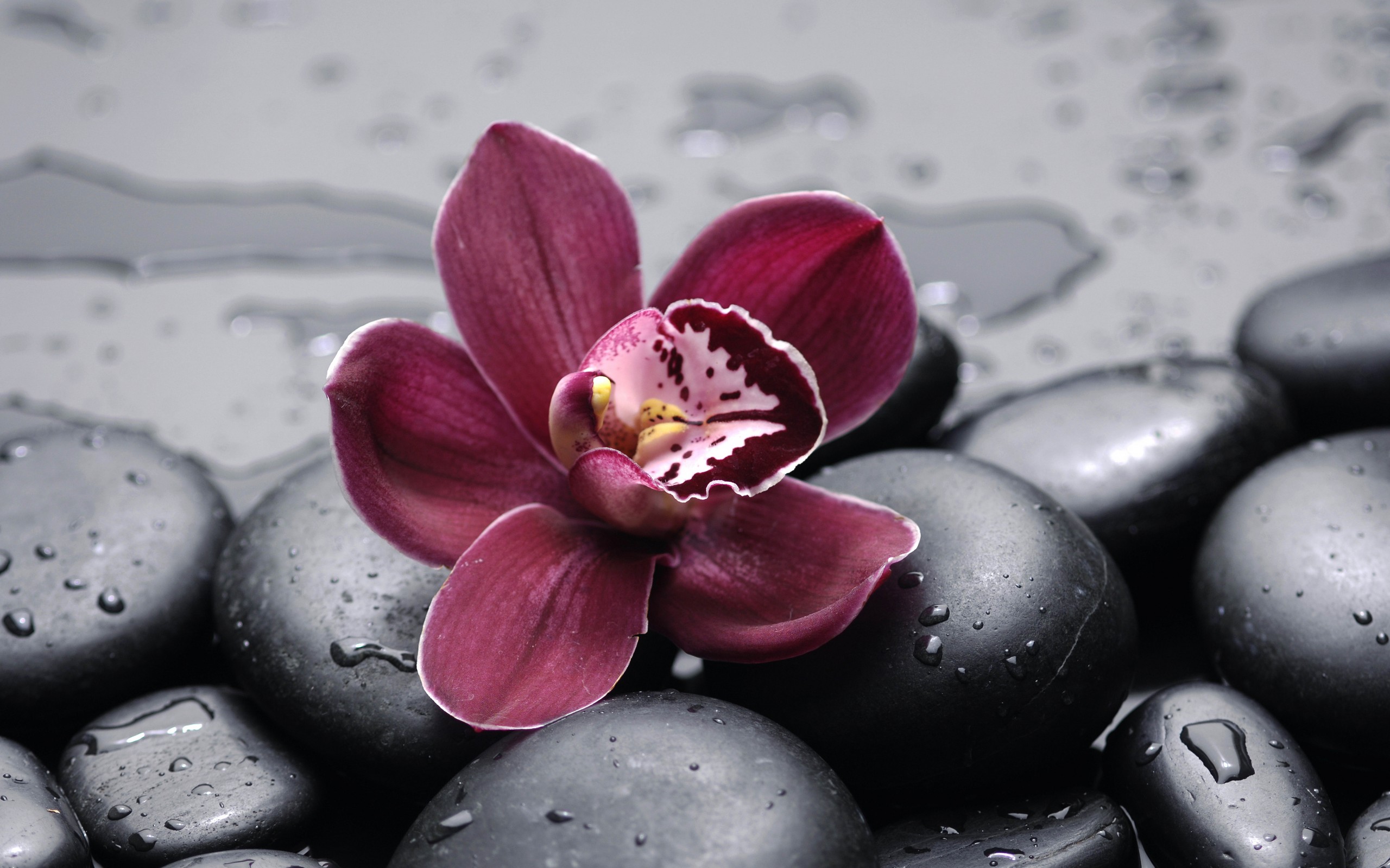 301796 скачать обои орхидея, флауэрсы, земля/природа - заставки и картинки бесплатно