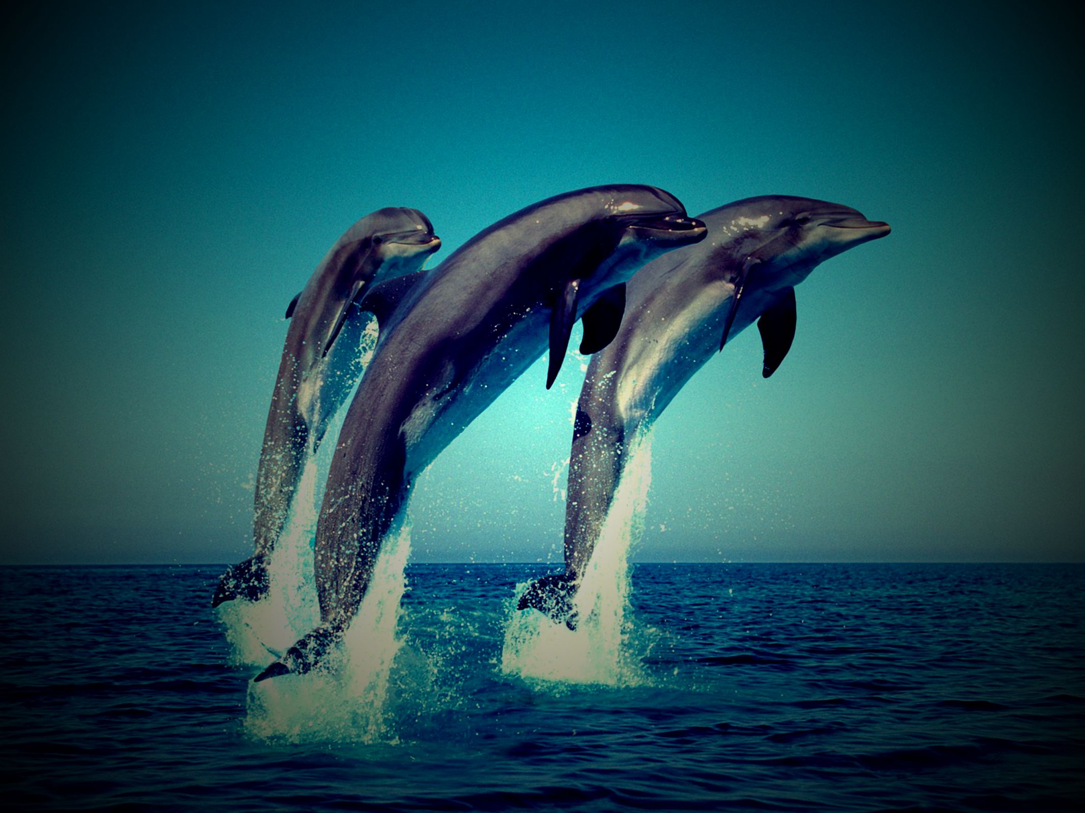 Handy-Wallpaper Tiere, Delfin kostenlos herunterladen.